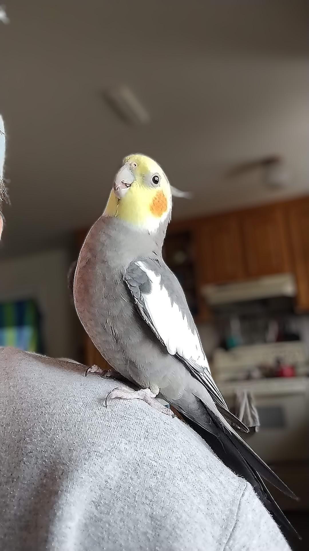 Jack, a Adoptable Cockatiel in Salt Lake City, UT image 1/2