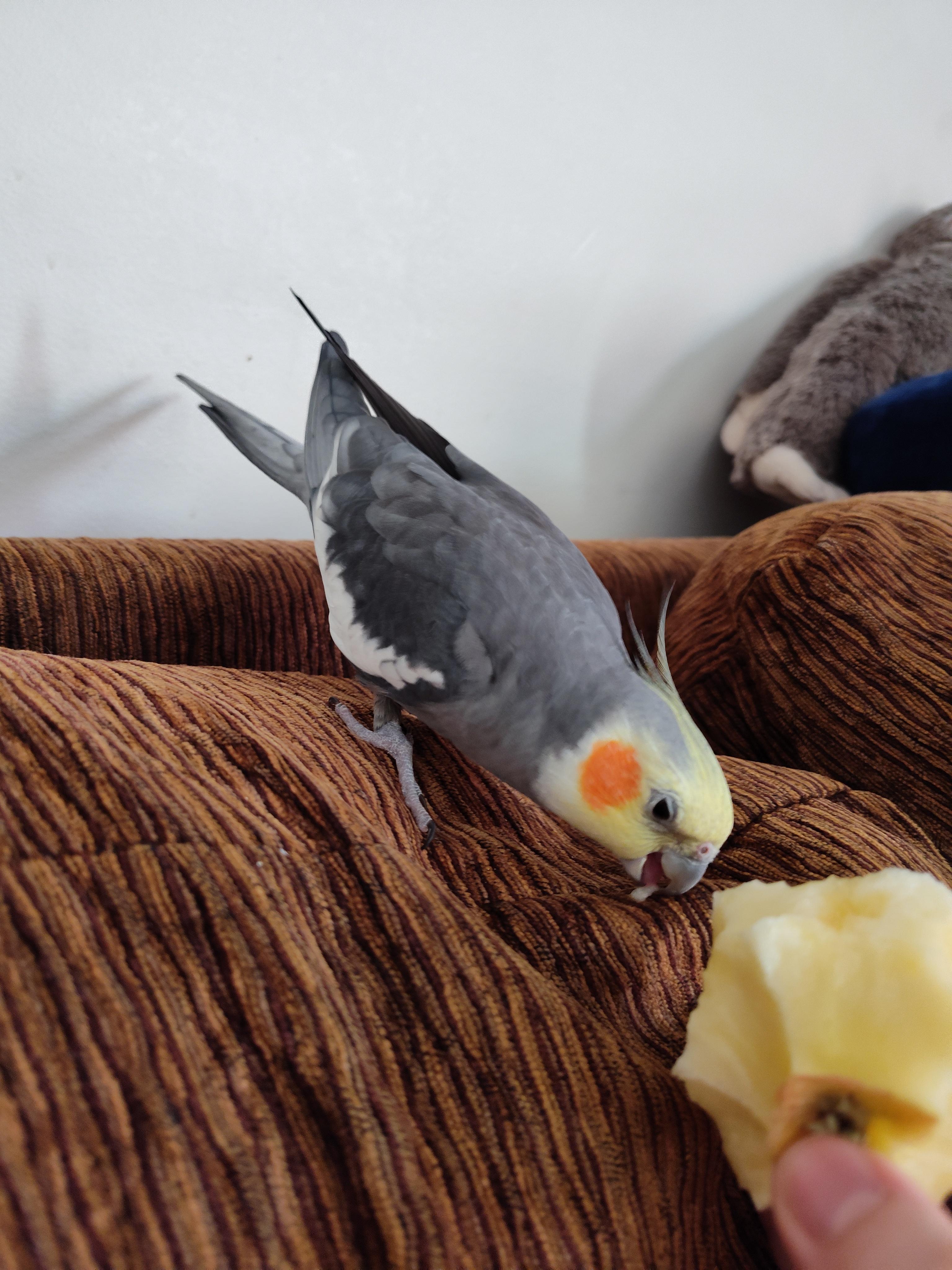 Jack, a Adoptable Cockatiel in Salt Lake City, UT image 2/2