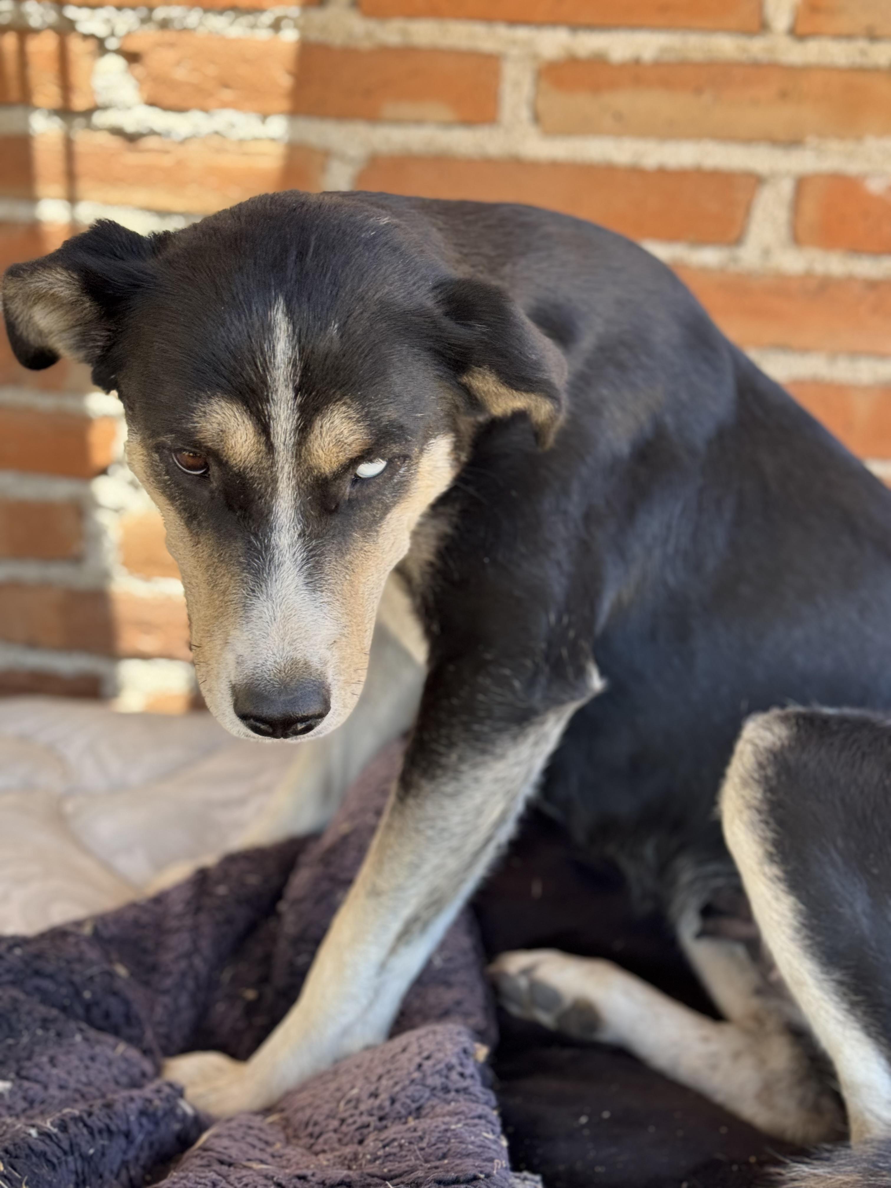 Lily, a Adoptable mixed breed in Bakersfield, CA image 2/6