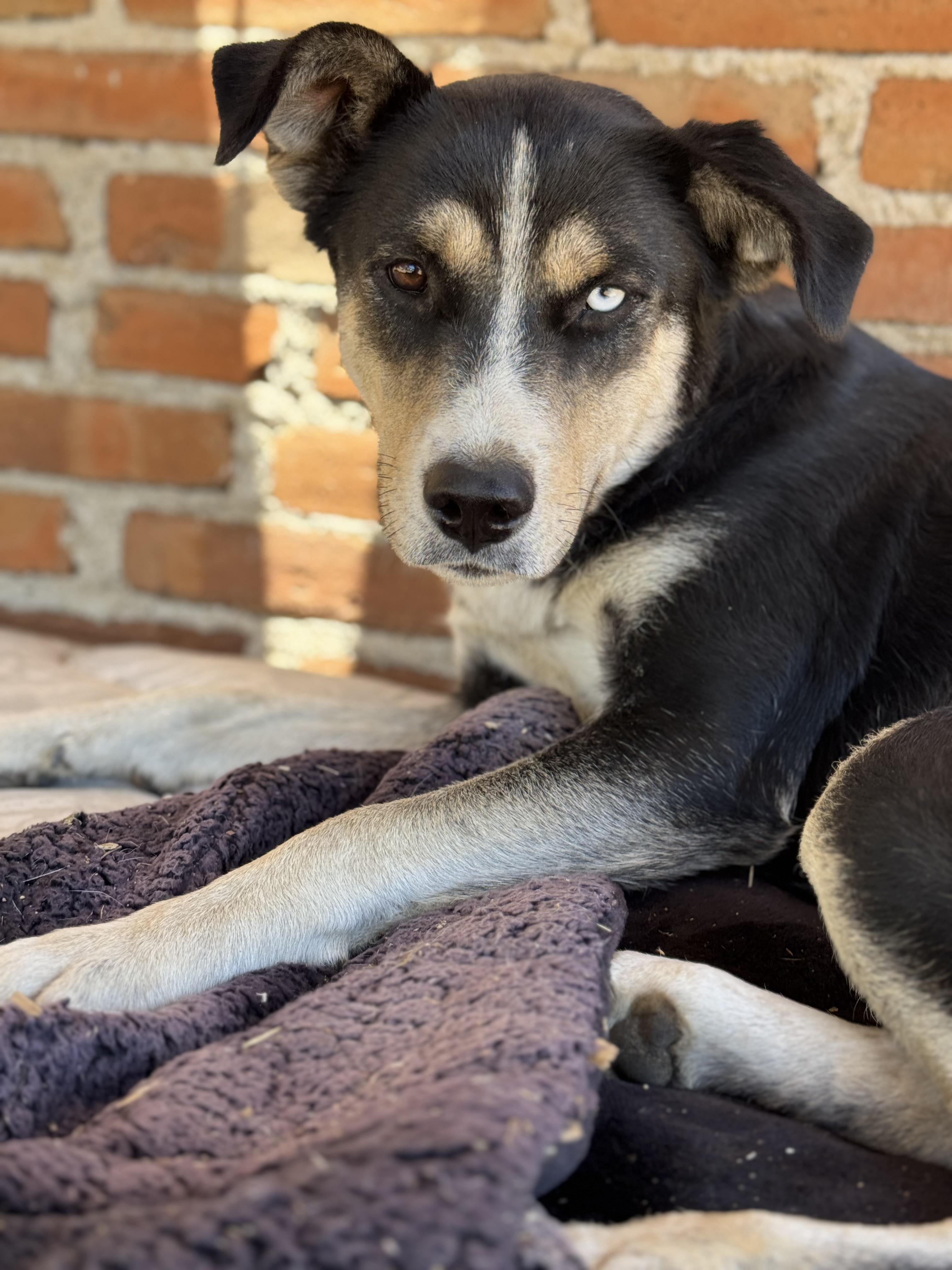 Lily, a Adoptable mixed breed in Bakersfield, CA image 3/6