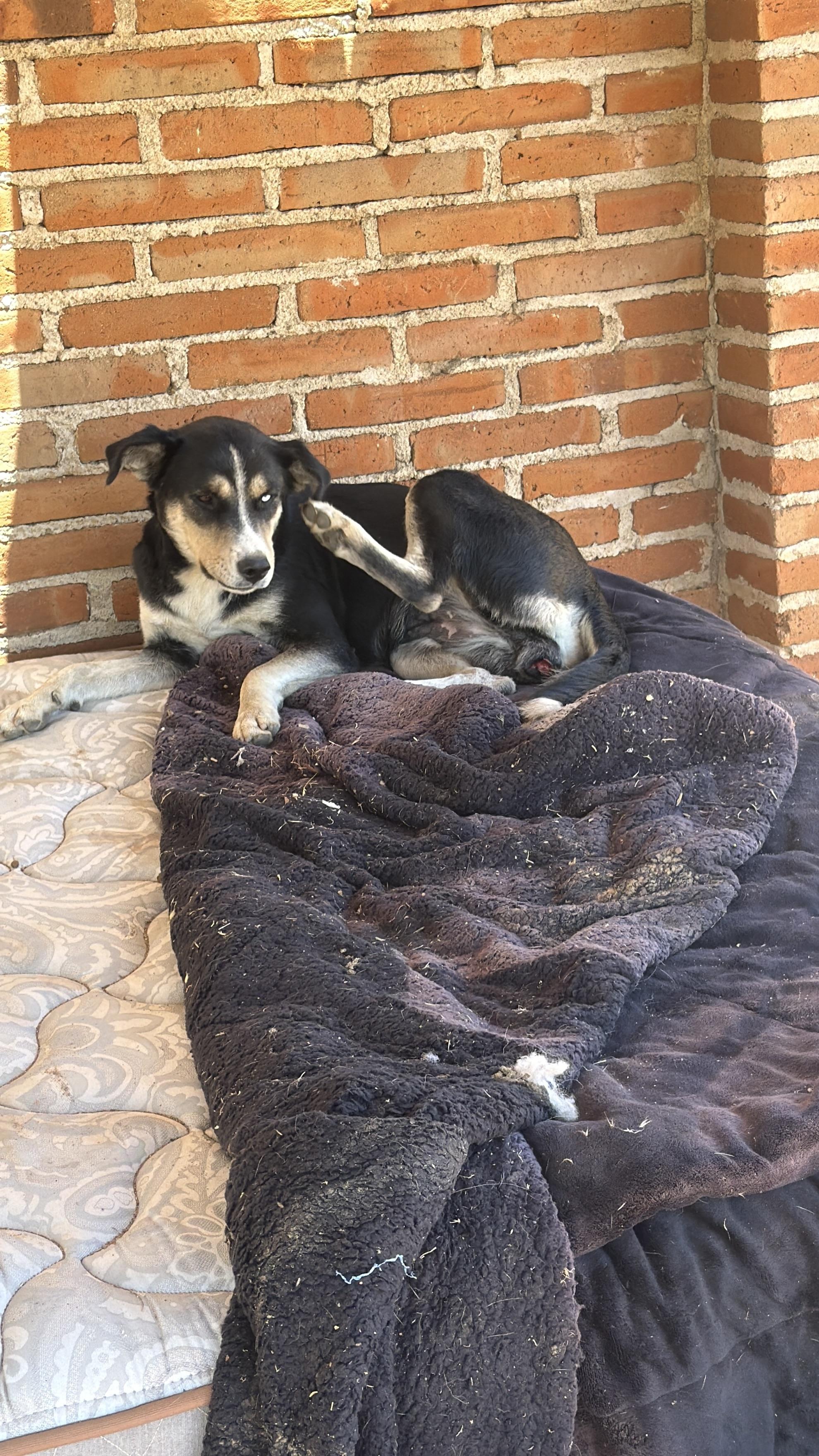 Lily, a Adoptable mixed breed in Bakersfield, CA image 4/6