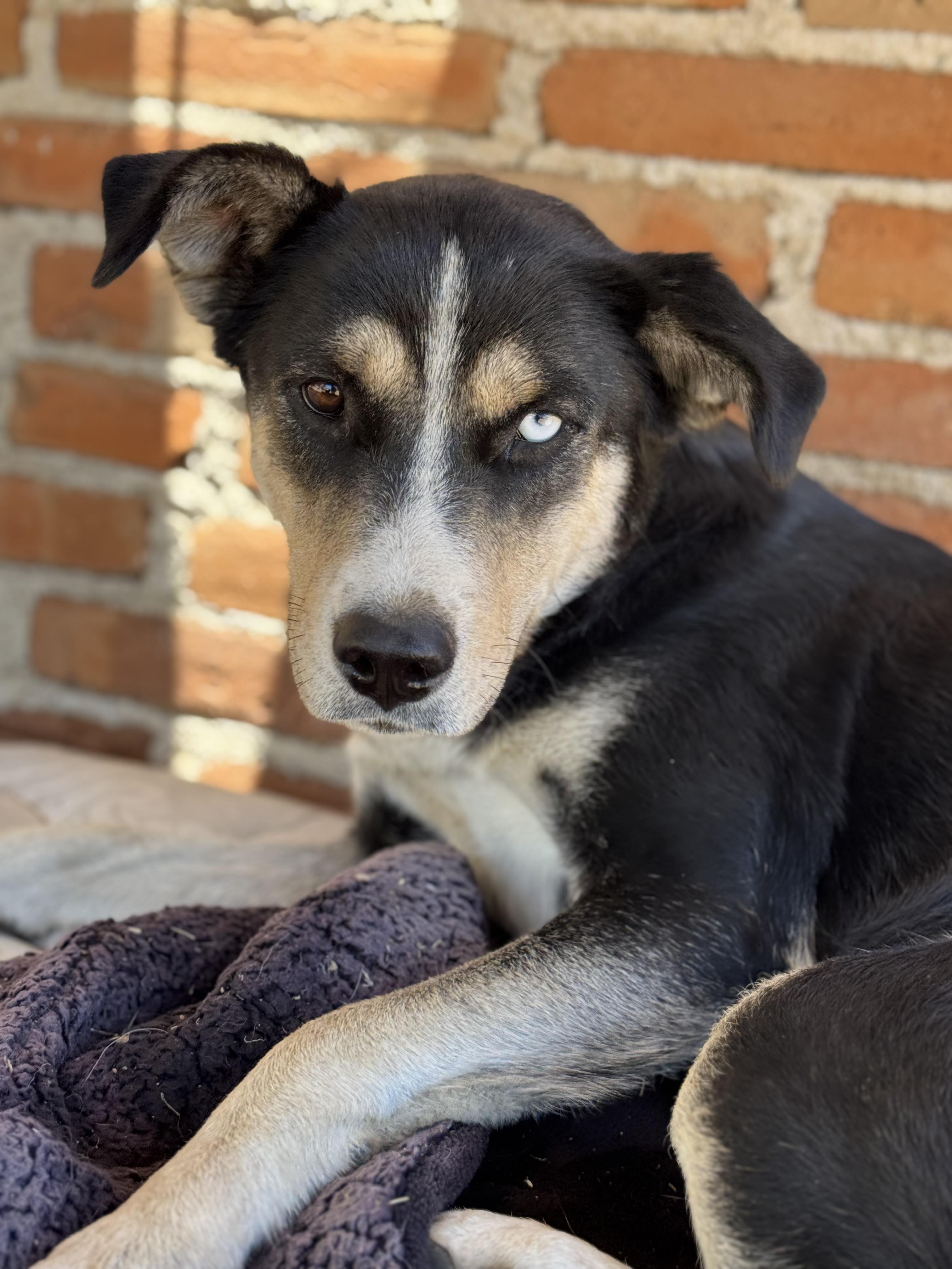 Lily, a Adoptable mixed breed in Bakersfield, CA image 5/6