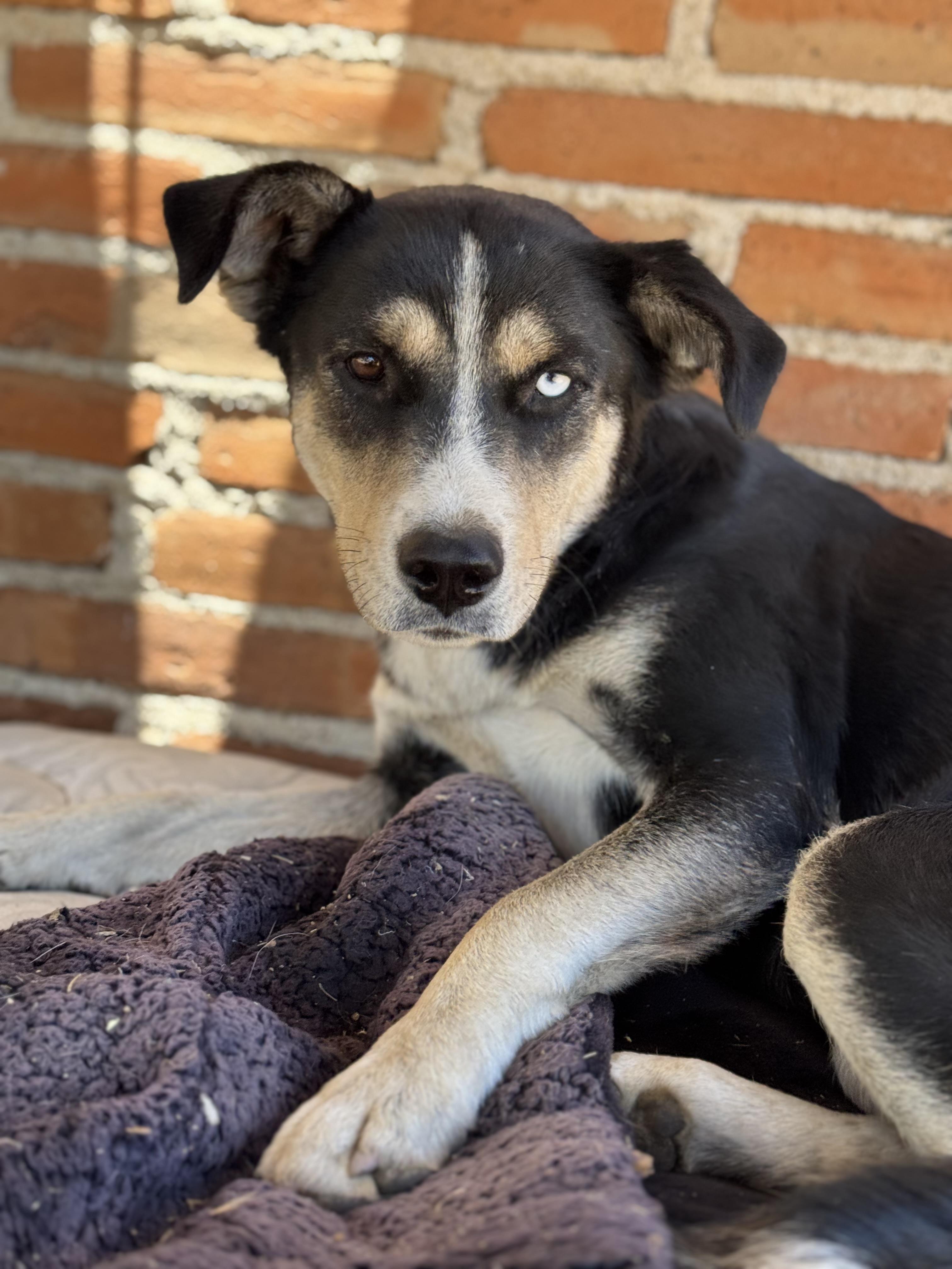 Lily, a Adoptable mixed breed in Bakersfield, CA image 6/6