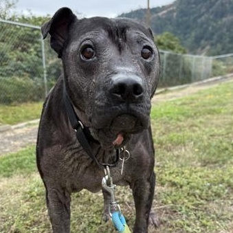 Enlarge Zero, an adopted mixed breed in Roseburg, OR image 1/1