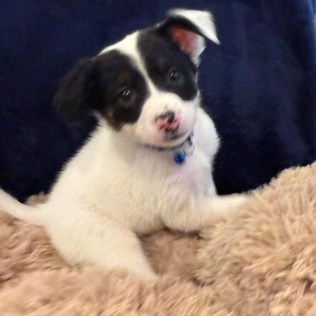 Bobbie, Adoptable, Puppy Male Border Collie & Mixed Breed.