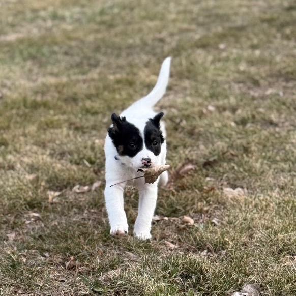 Enlarge Bobbie, a Adoptable mixed breed in Alma, WI image 2/6