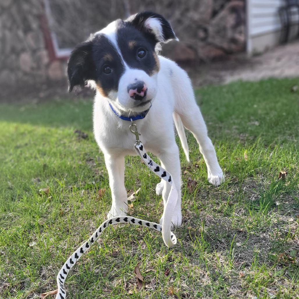 Enlarge Bobbie, a Adoptable mixed breed in Alma, WI image 3/6