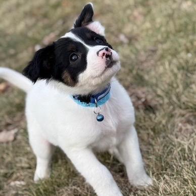 Enlarge Bobbie, a Adoptable mixed breed in Alma, WI image 4/6