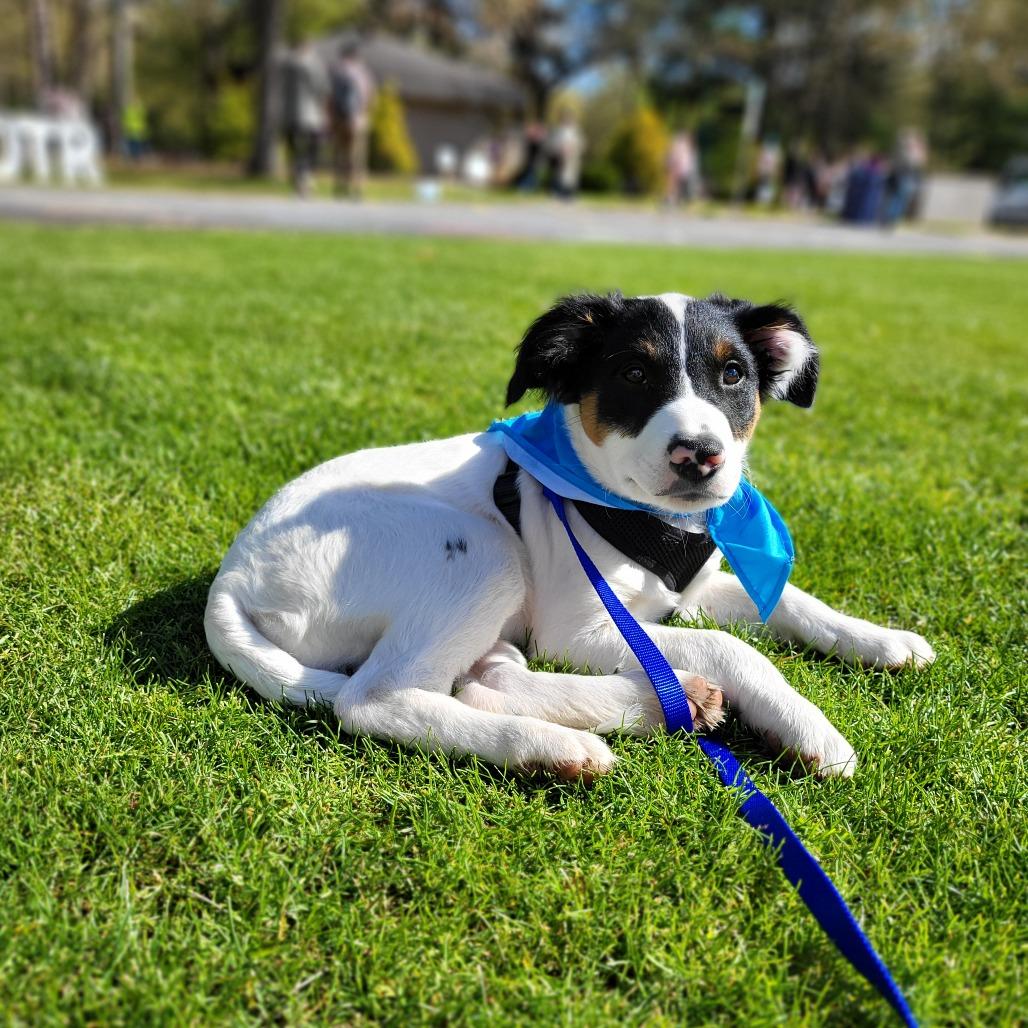Bobbie, Adoptable, Puppy Male Border Collie & Mixed Breed.