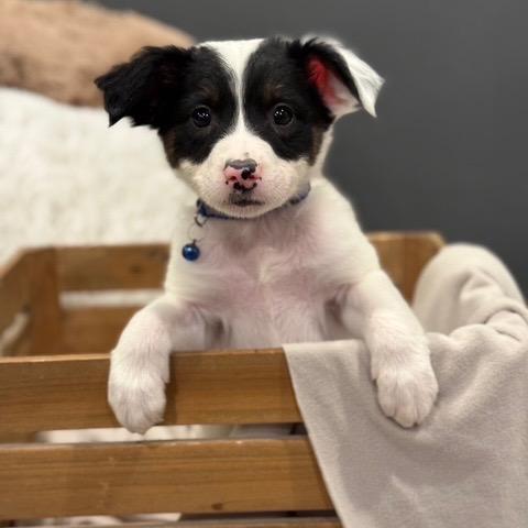 Enlarge Bobbie, a Adoptable mixed breed in Alma, WI image 5/6