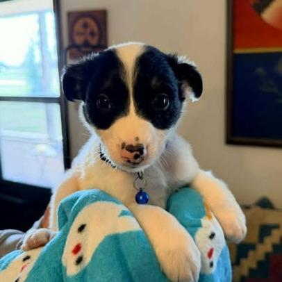 Enlarge Bobbie, a Adoptable mixed breed in Alma, WI image 6/6