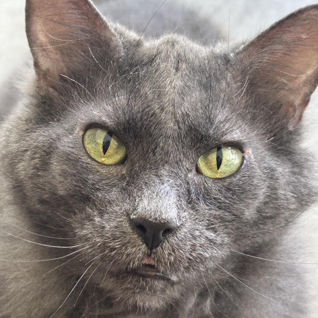 Enlarge Albatross, a Adoptable Domestic Medium Hair in Shinnston, WV image 1/3