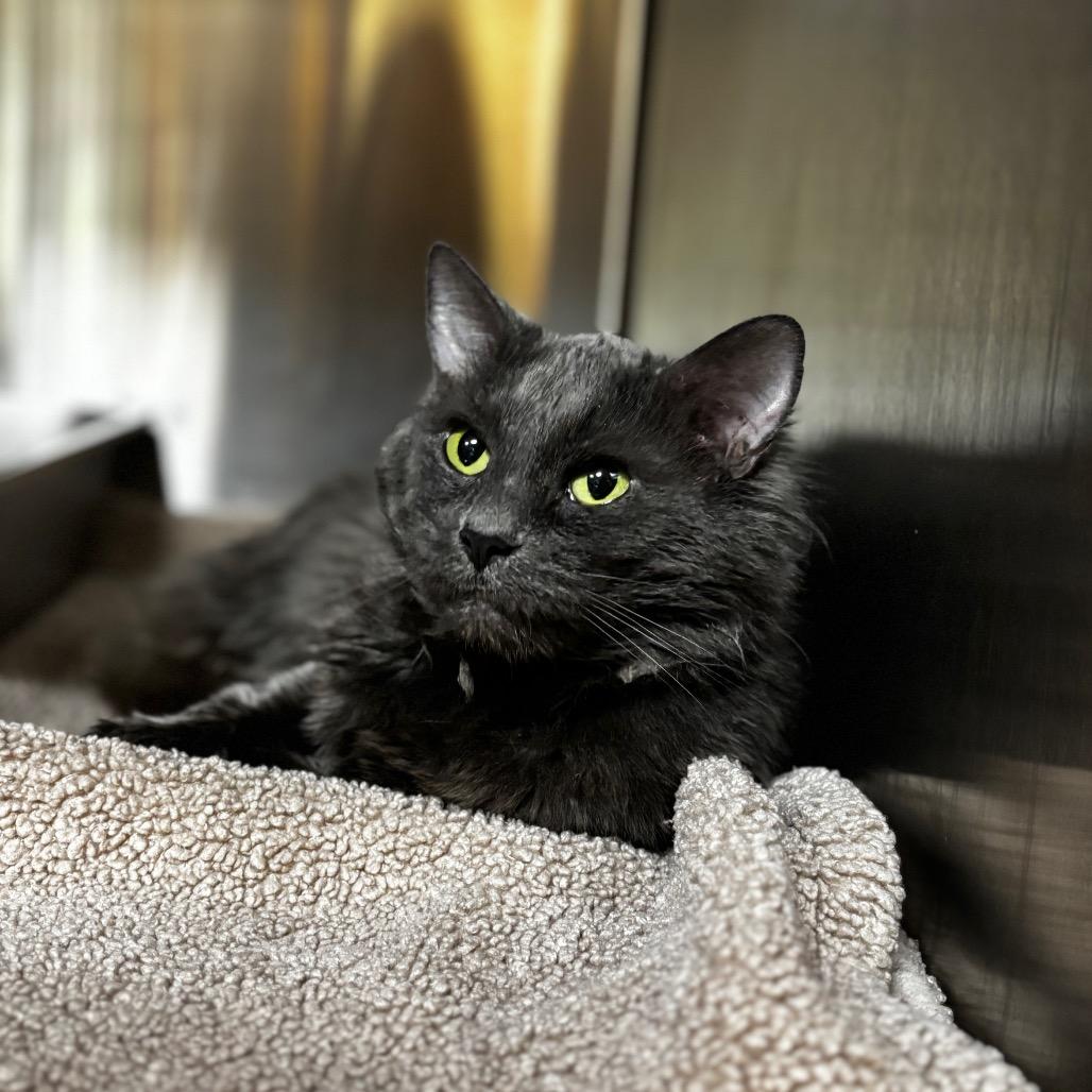 Enlarge Albatross, a Adoptable Domestic Medium Hair in Shinnston, WV image 1/2