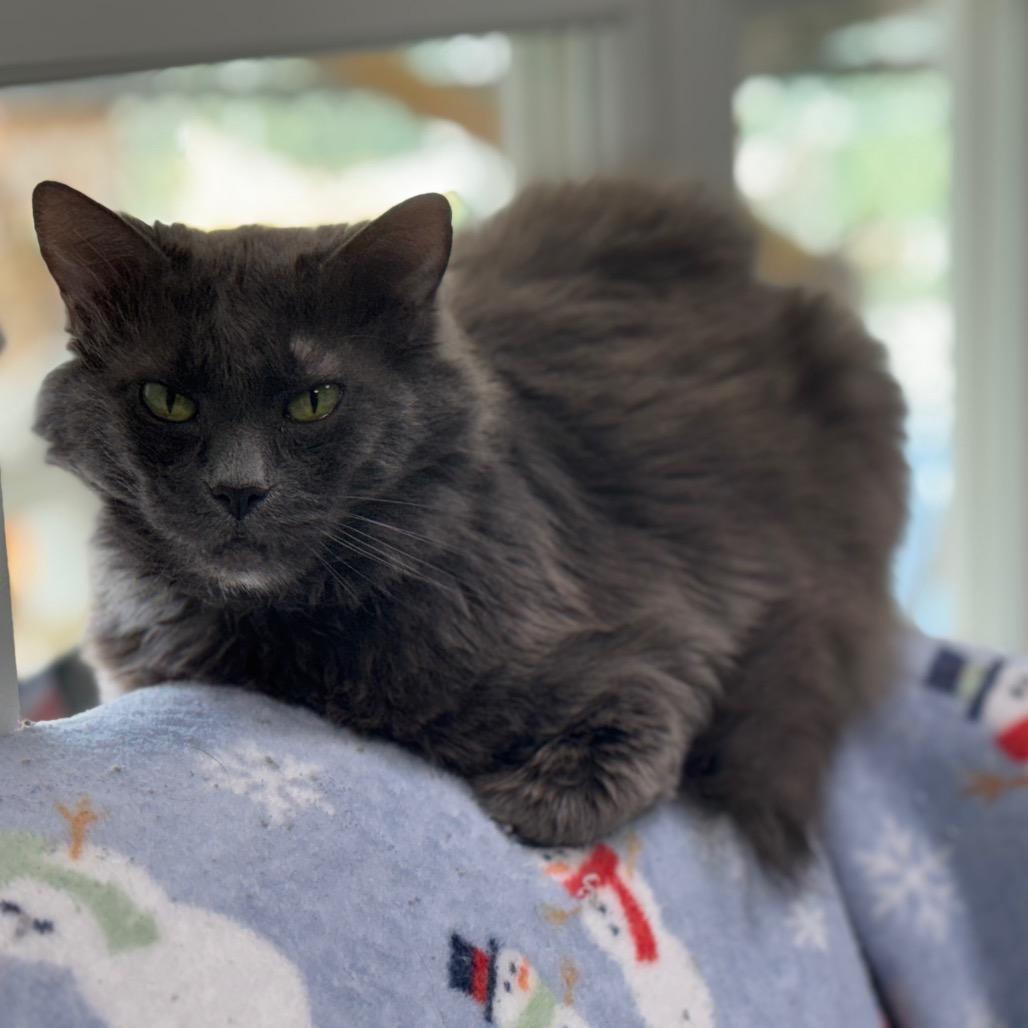 Enlarge Albatross, a Adoptable Domestic Medium Hair in Shinnston, WV image 2/2