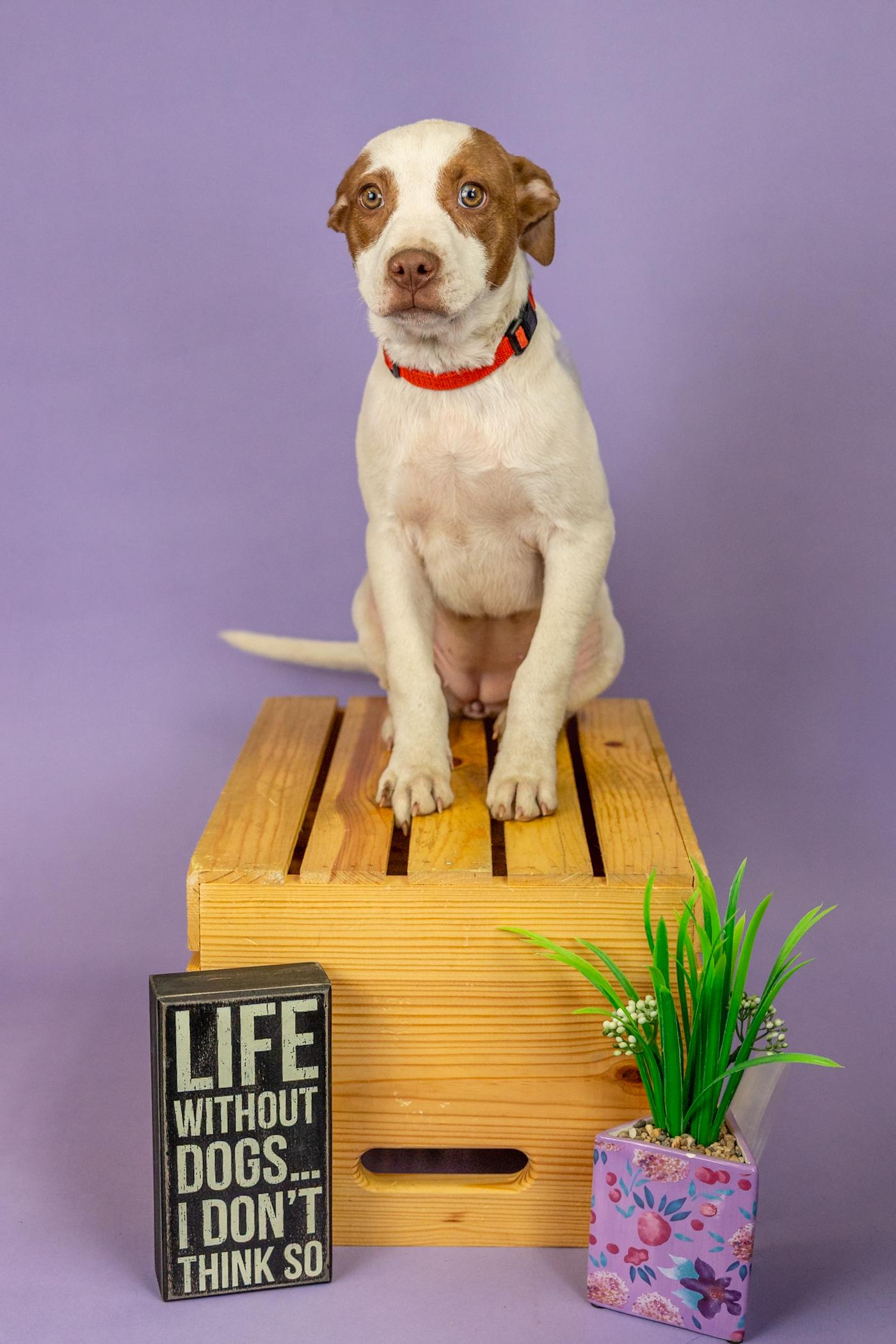 Enlarge 177-26, an adopted mixed breed in Brighton, CO image 1/1