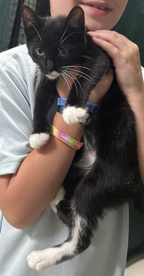 Quaker 2 Kitten M, Adopted, Kitten Female Tuxedo.