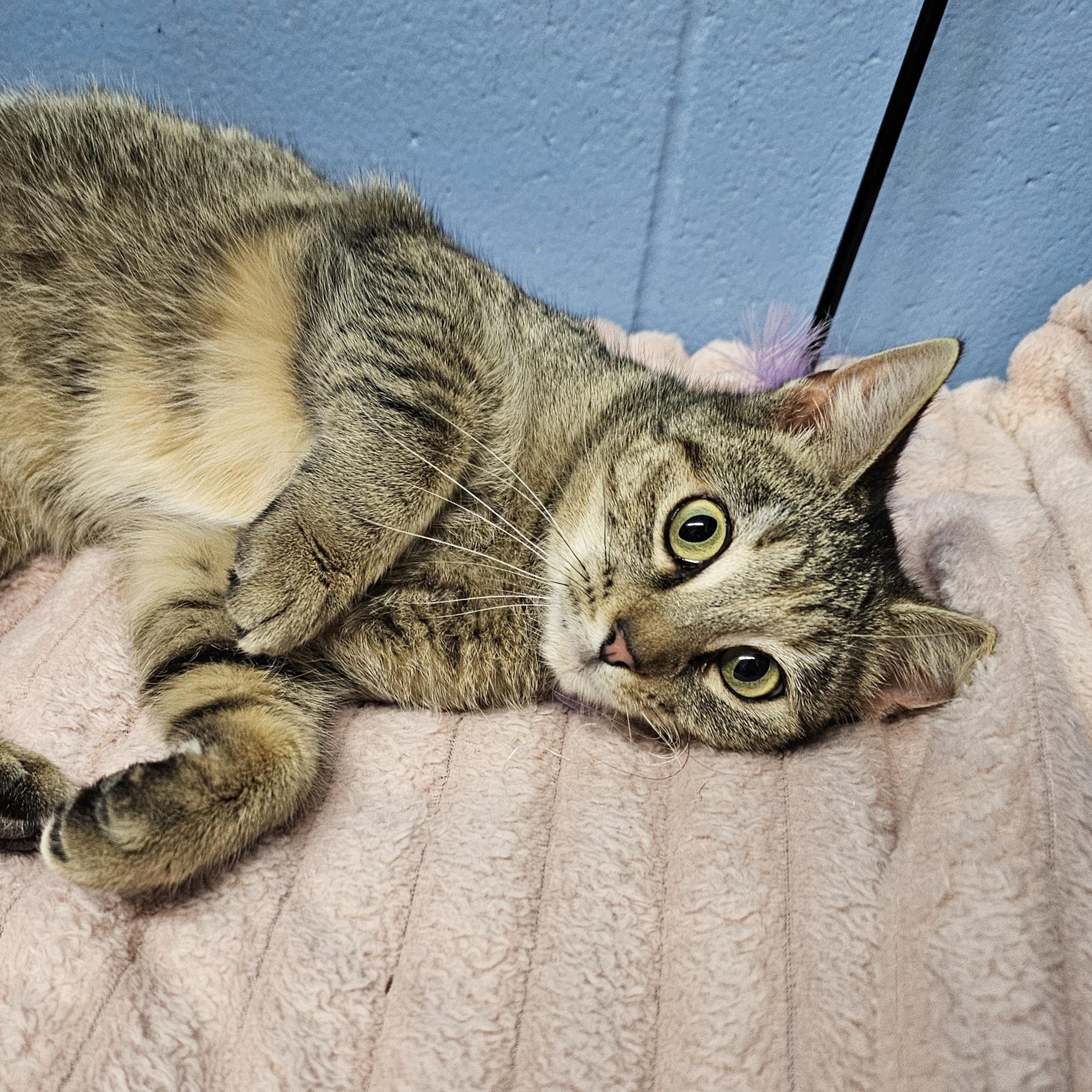 Sedona, a ADOPTABLE Domestic Short Hair in Lowell, AR image 3/6