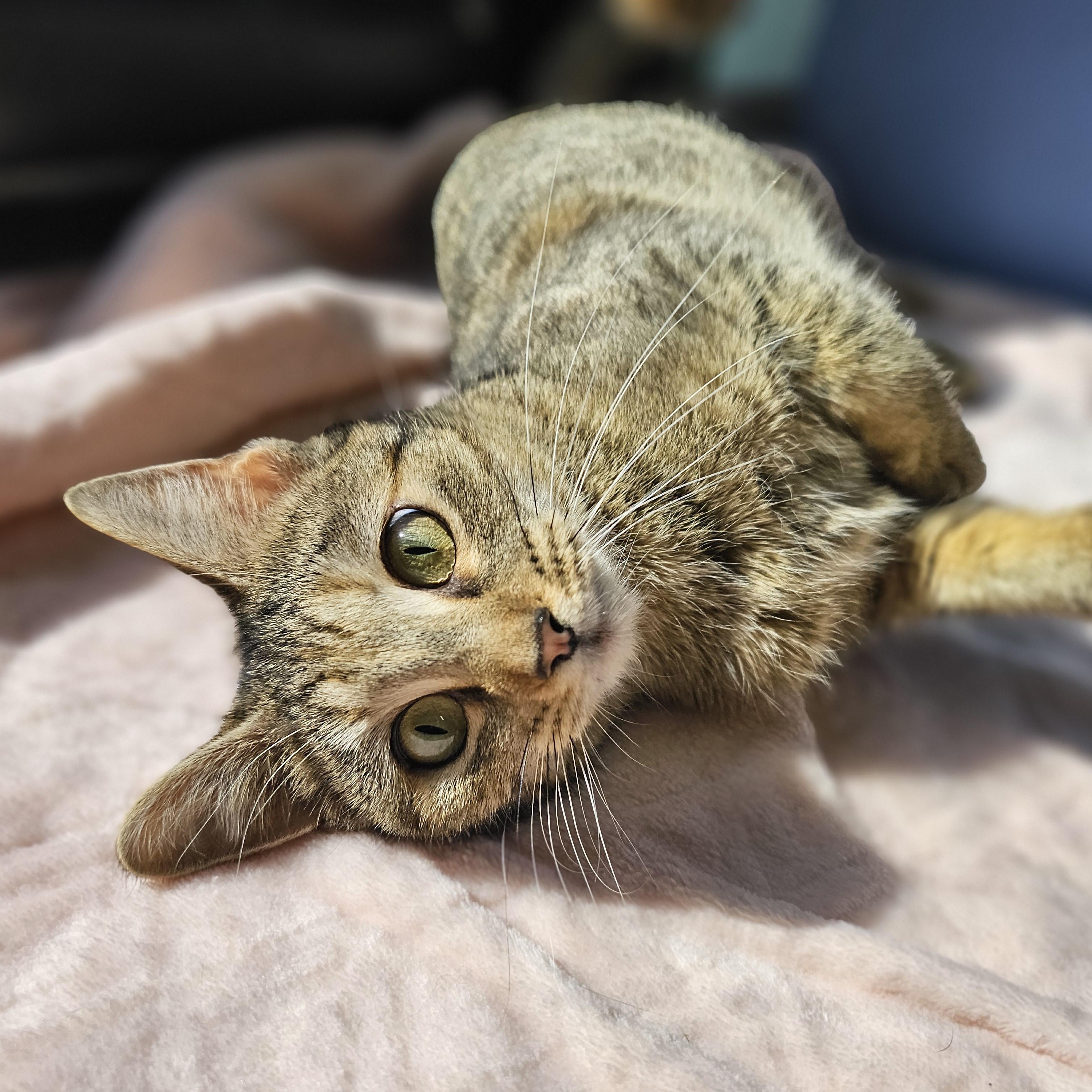 Sedona, a ADOPTABLE Domestic Short Hair in Lowell, AR image 4/6