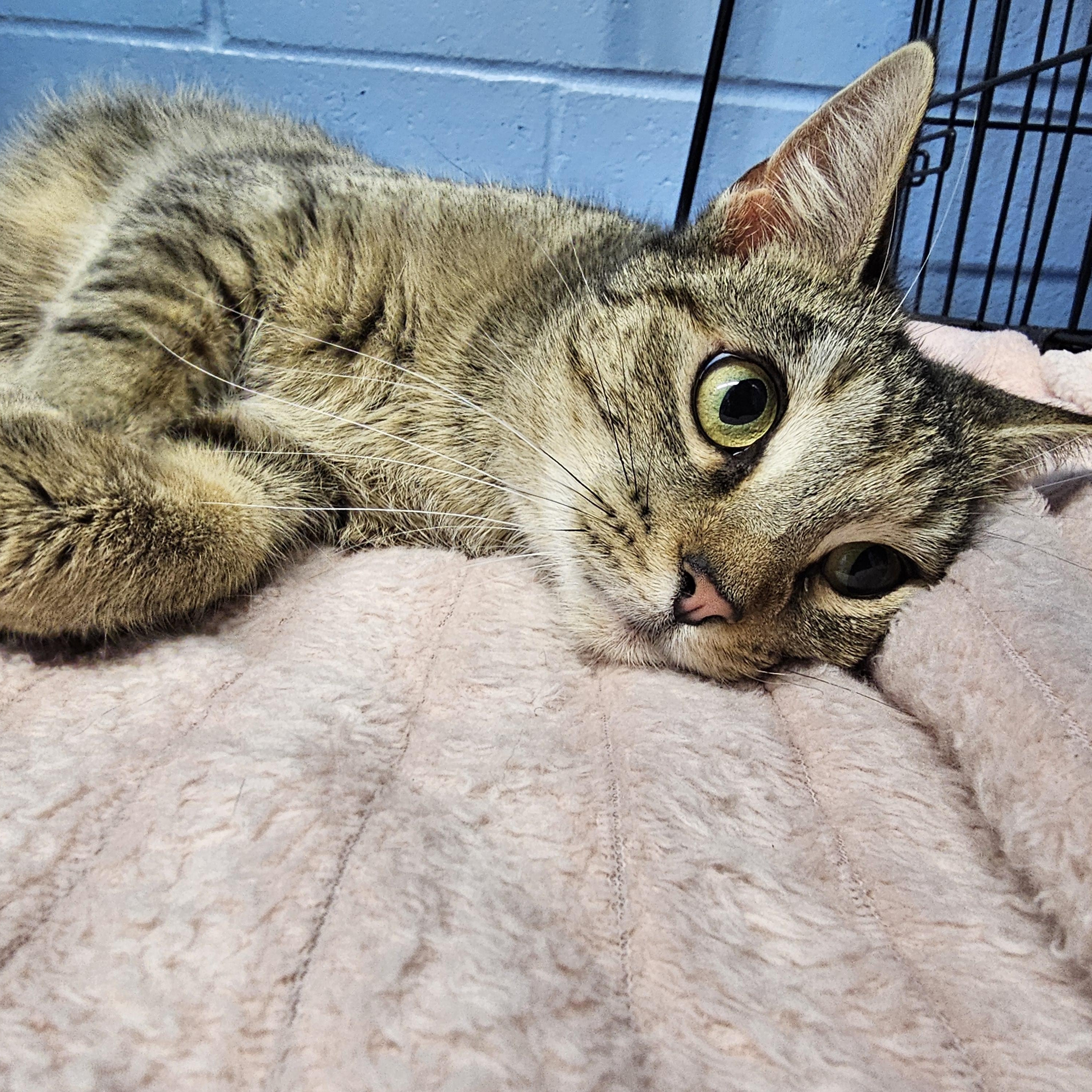 Sedona, a ADOPTABLE Domestic Short Hair in Lowell, AR image 5/6