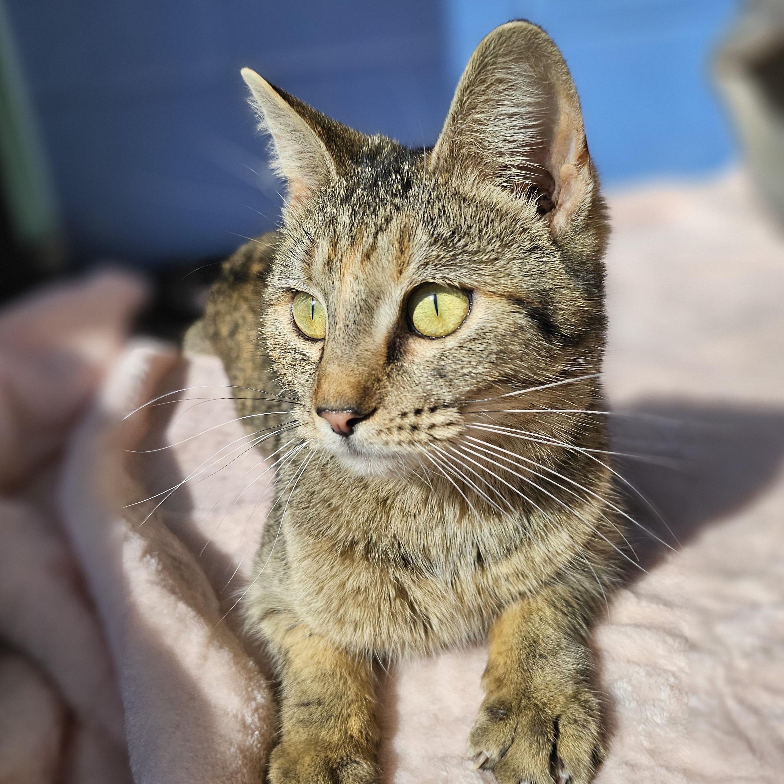 Sedona, a ADOPTABLE Domestic Short Hair in Lowell, AR image 6/6