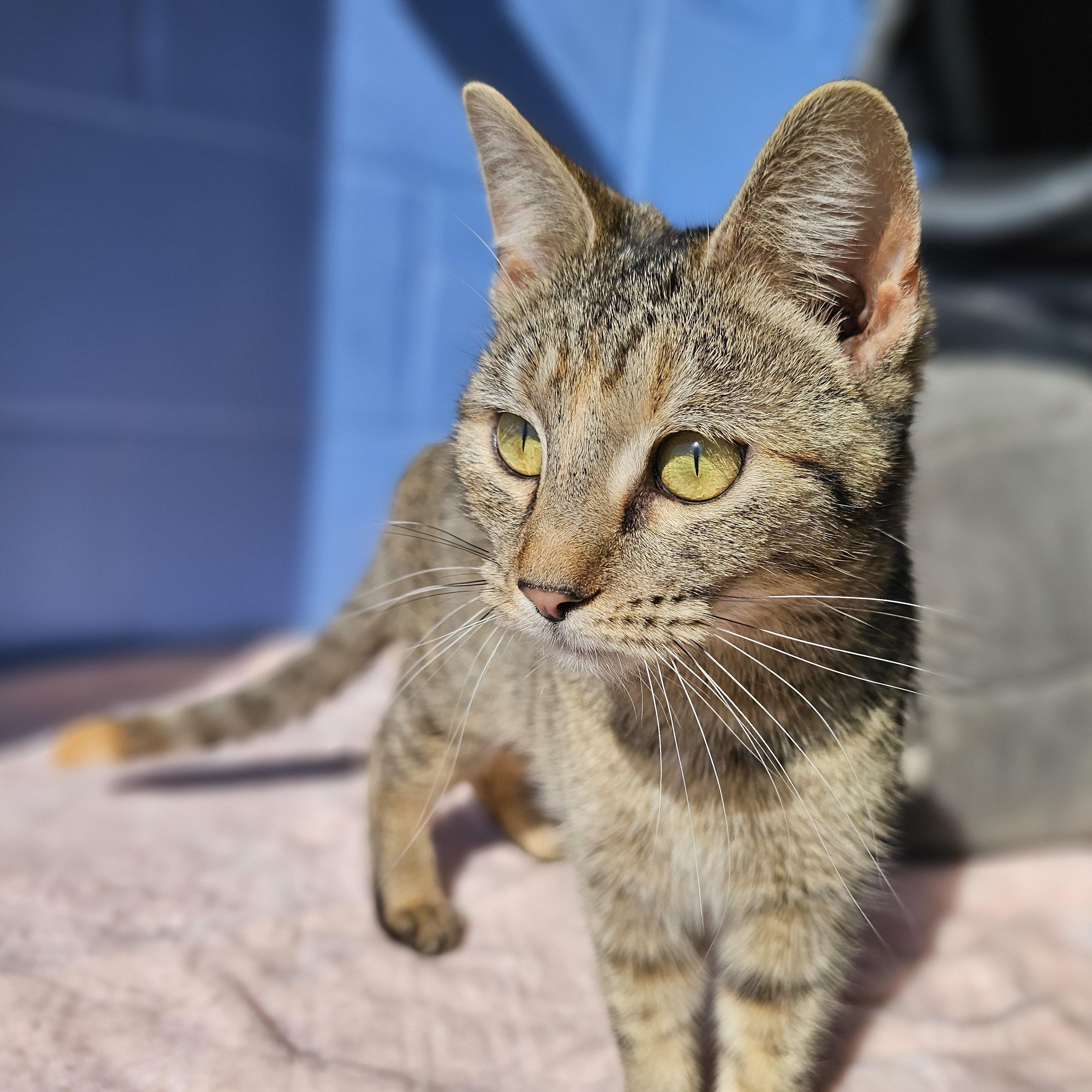 Sedona, ADOPTABLE, Kitten Female Domestic Short Hair.