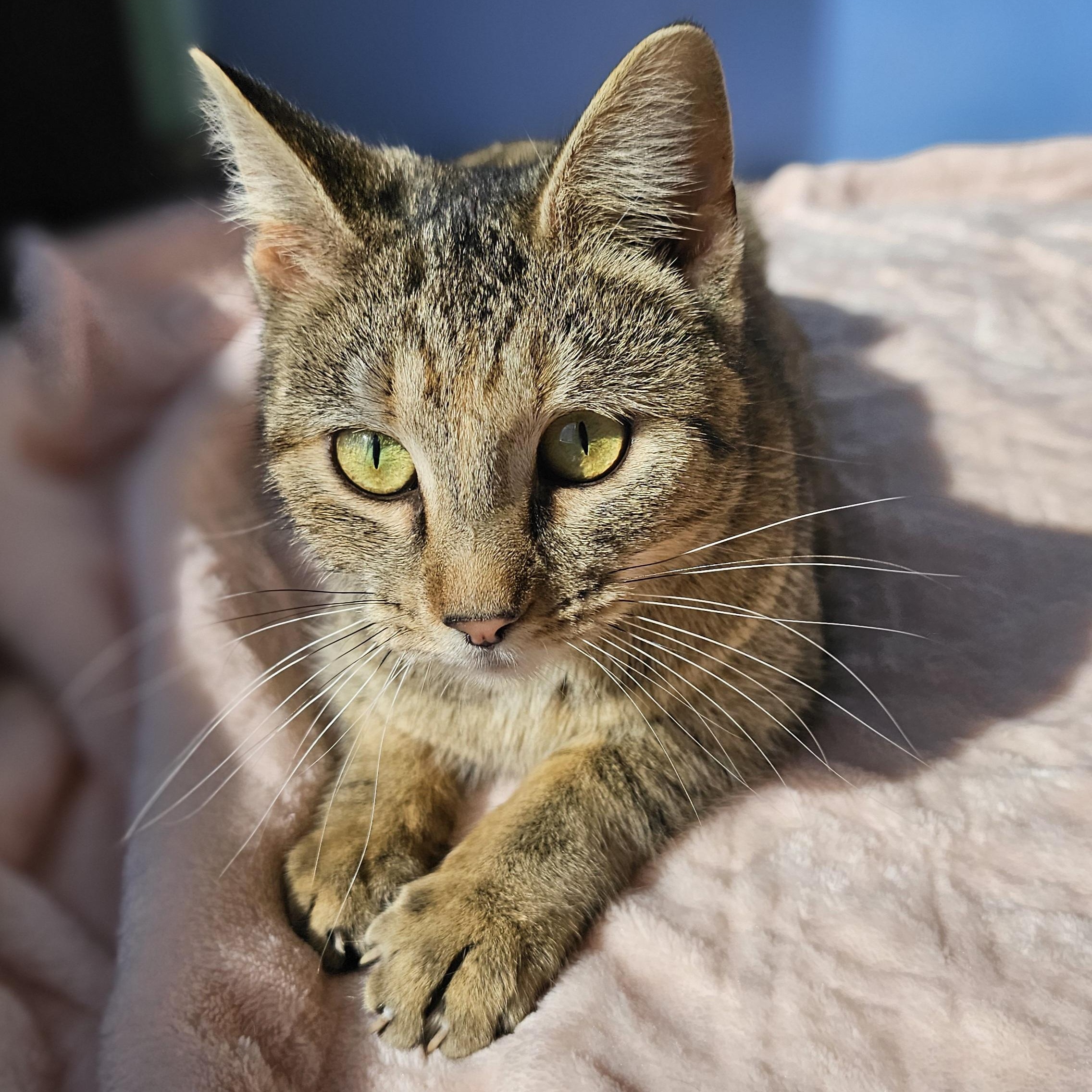 Sedona, a ADOPTABLE Domestic Short Hair in Lowell, AR image 2/6