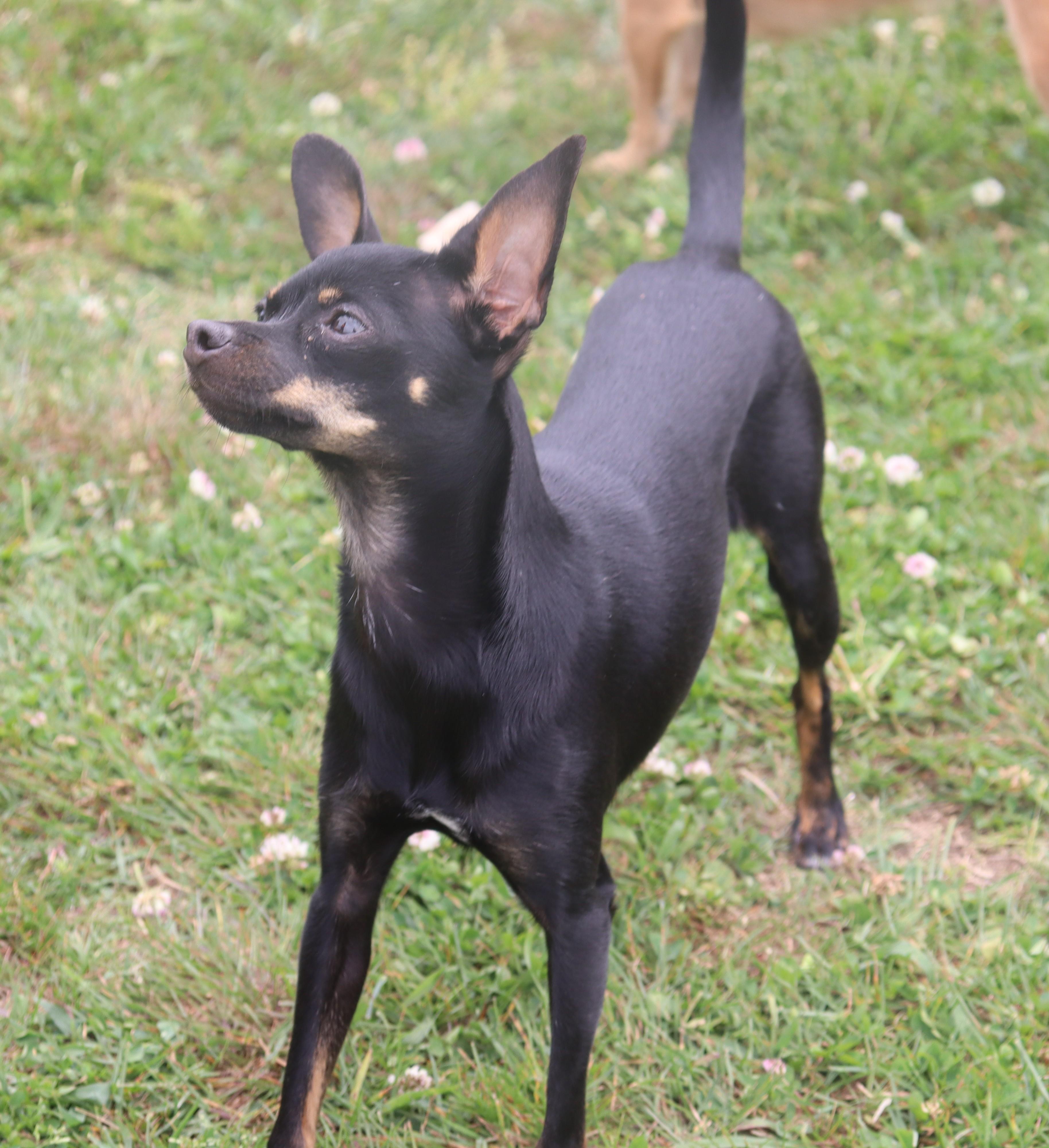 Enlarge Harleequinn, a ADOPTABLE Chihuahua in Virginia Beach, VA image 4/6