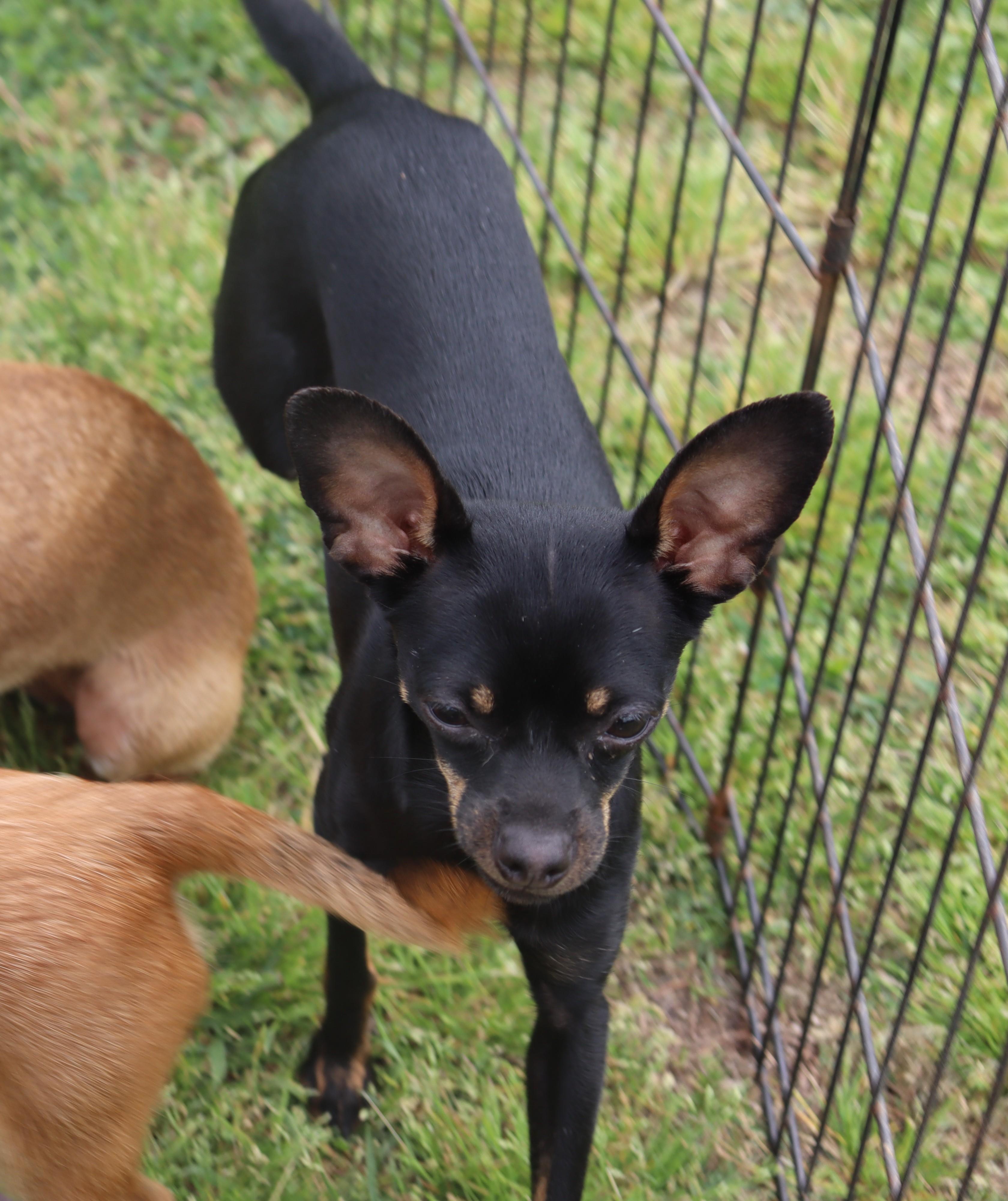 Enlarge Harleequinn, a ADOPTABLE Chihuahua in Virginia Beach, VA image 3/6