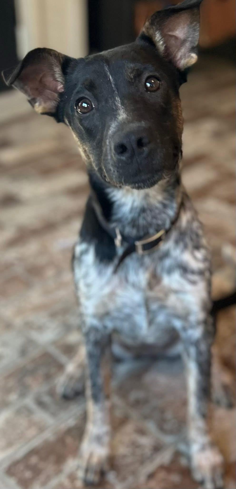 Enlarge Autumn - Adoption Pending, an adopted mixed breed in Portland, OR image 1/1