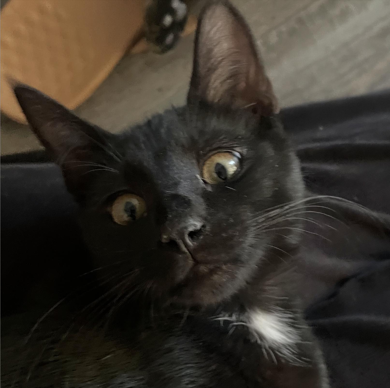 Ziggy