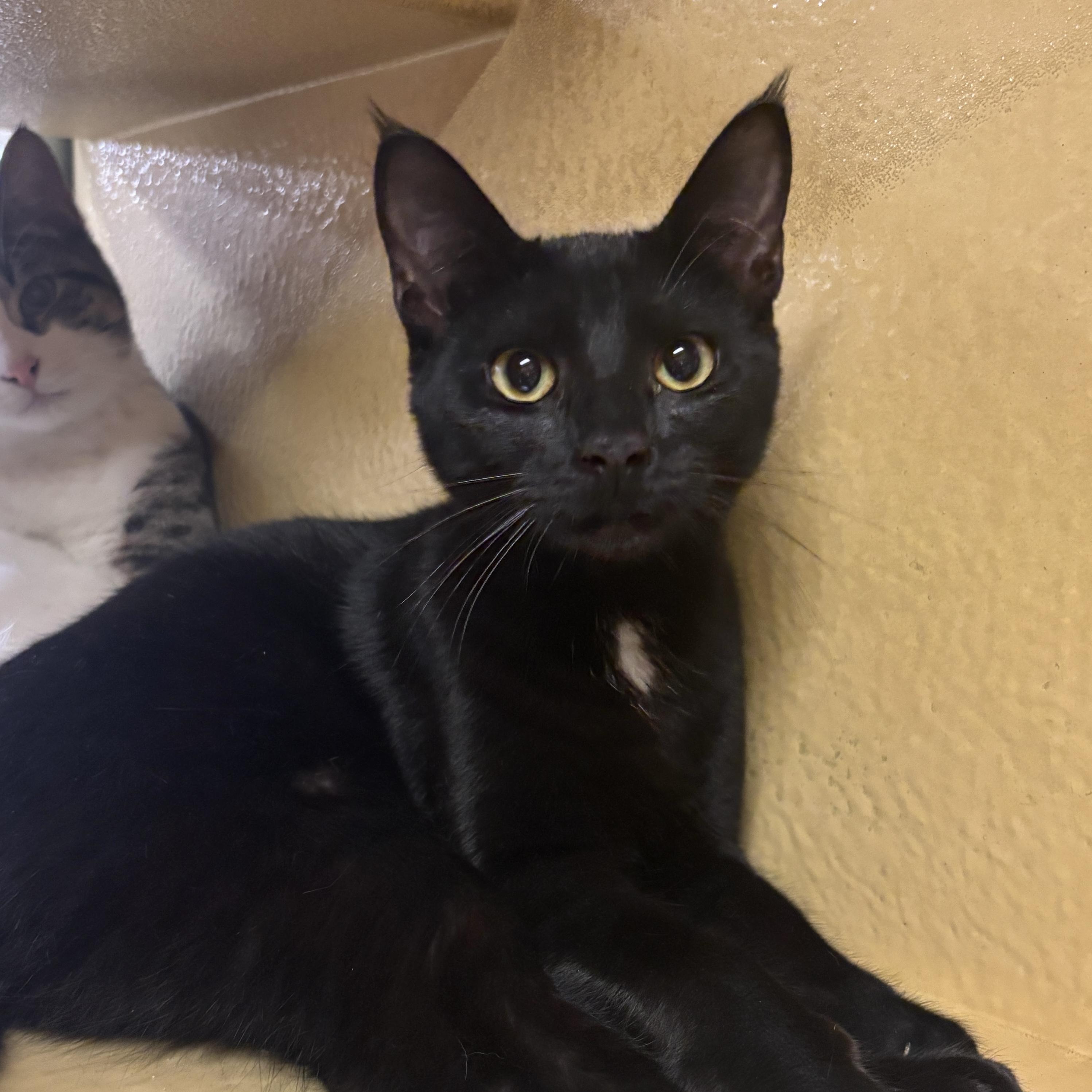 Ziggy, Adoptable, Young Female Domestic Short Hair.