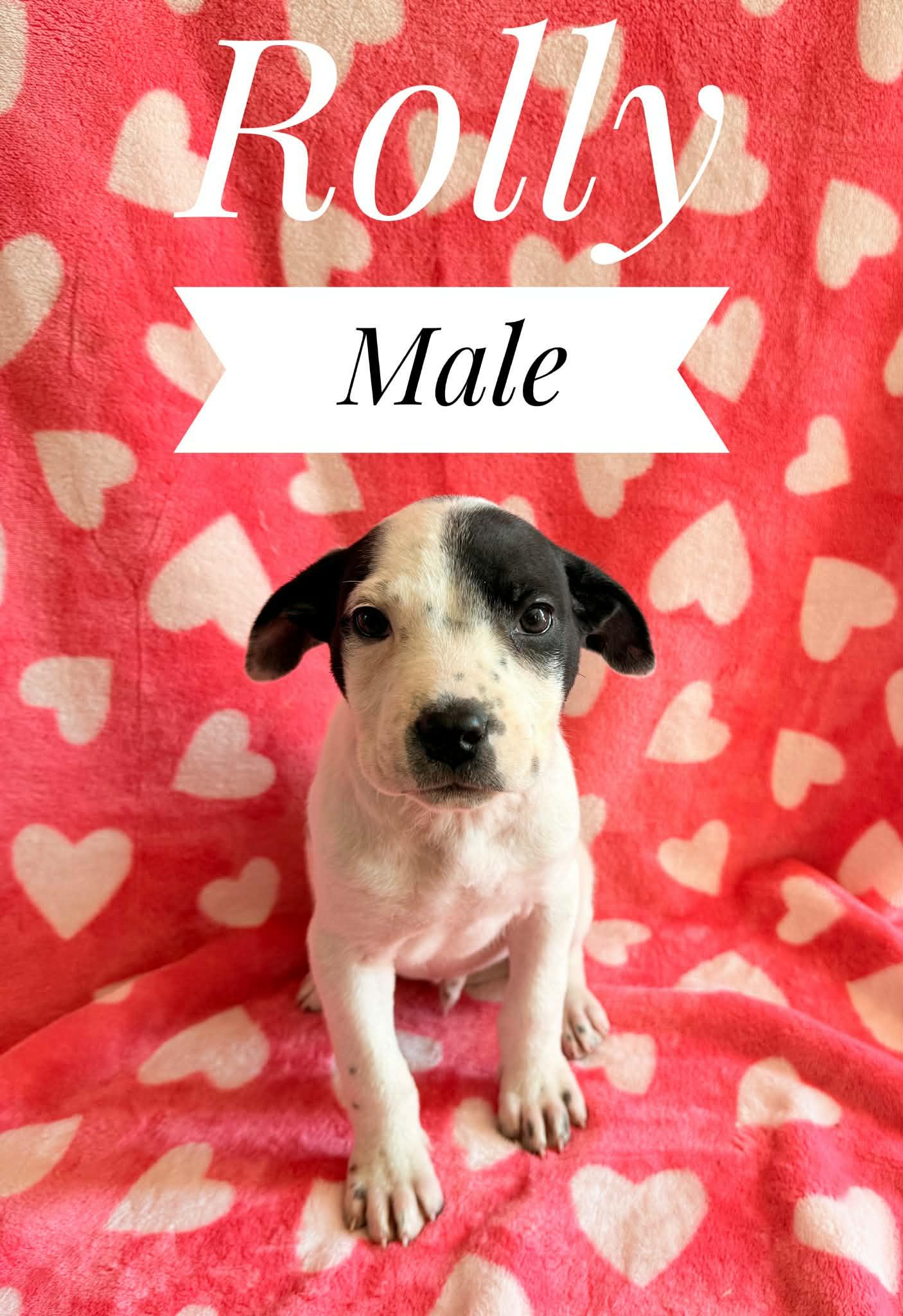 Rolly, Adoptable, Puppy Male Brittany Spaniel & American Bulldog.