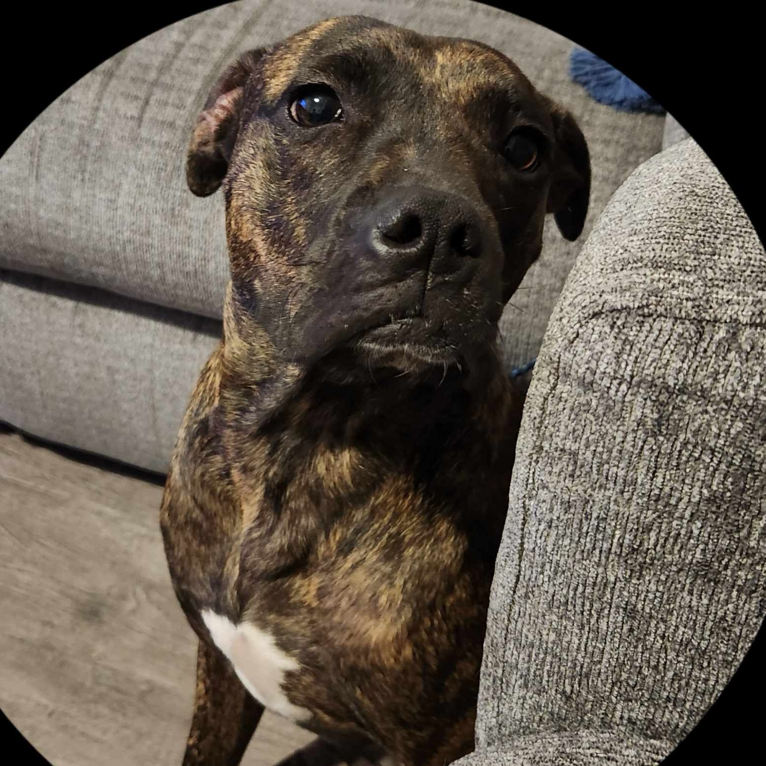 Dog for adoption Bear, a Pit Bull Terrier Mix in Peoria, IL Petfinder