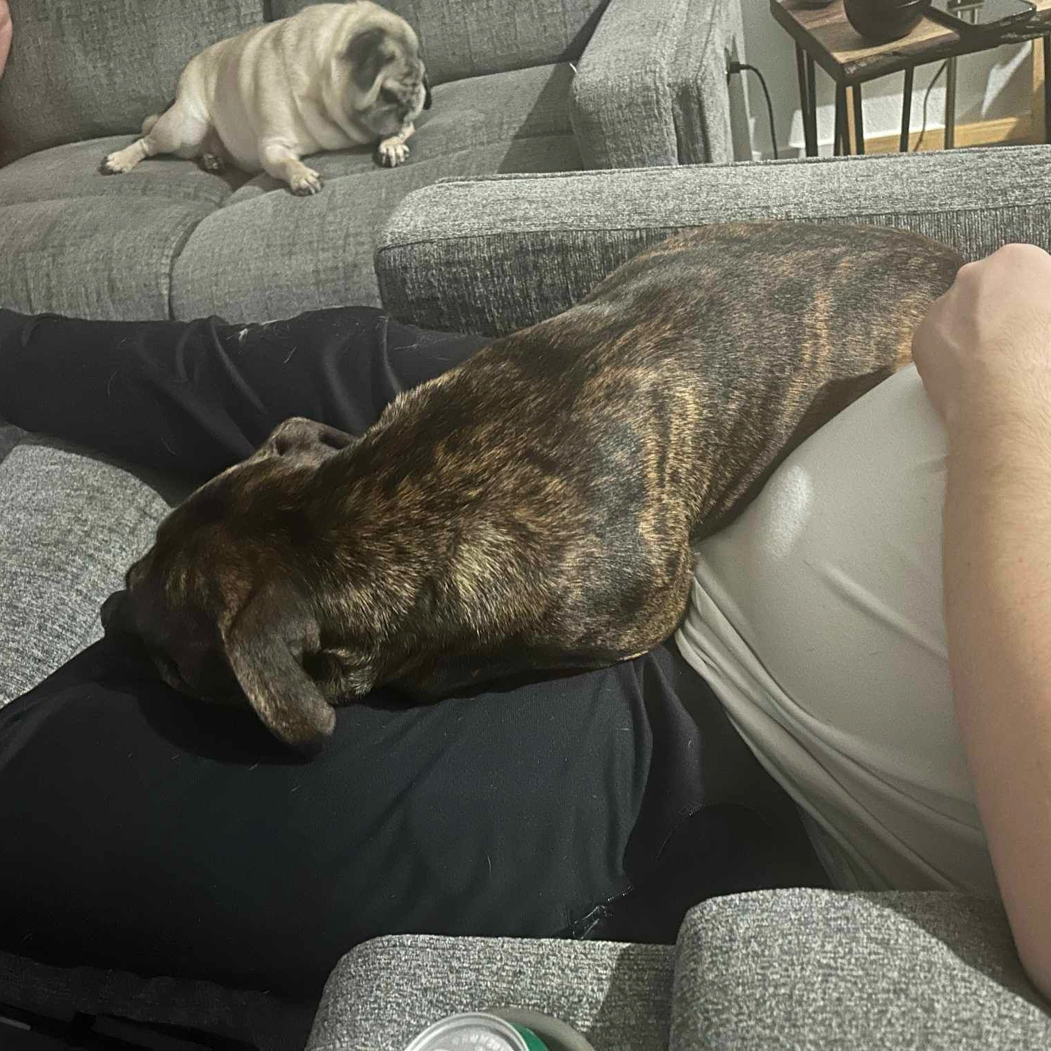 Dog for adoption Bear, a Pit Bull Terrier Mix in Peoria, IL Petfinder