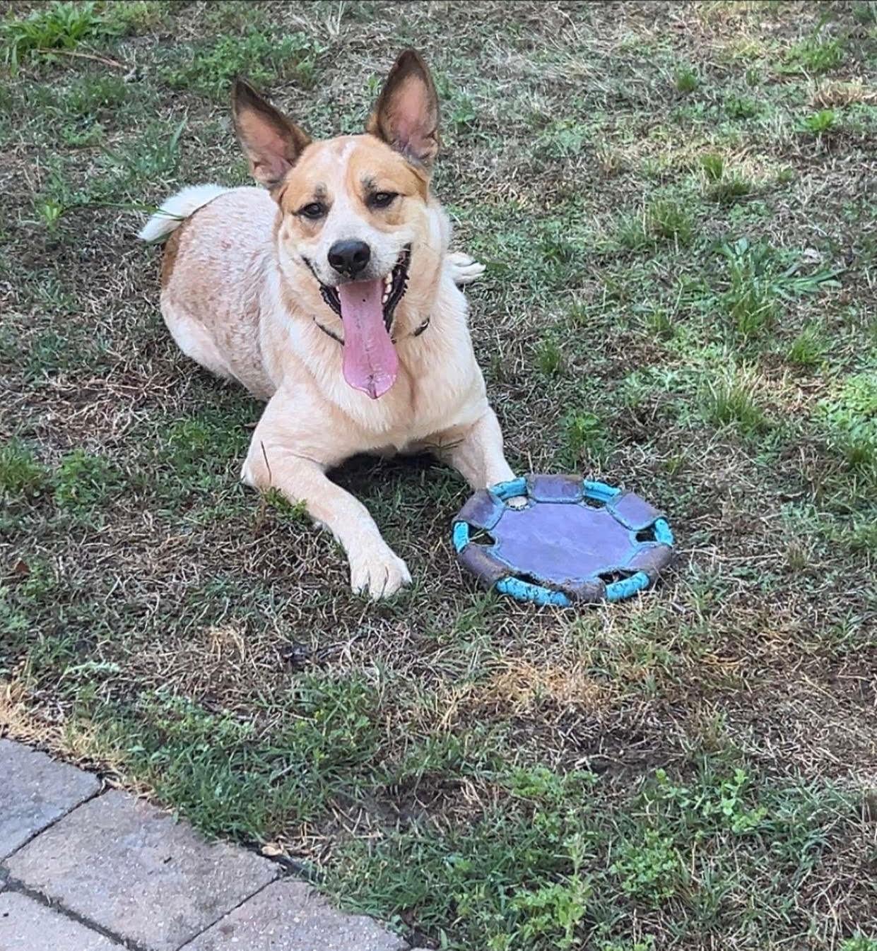 Cody, Adoptable, Young Male Australian Cattle Dog / Blue Heeler.