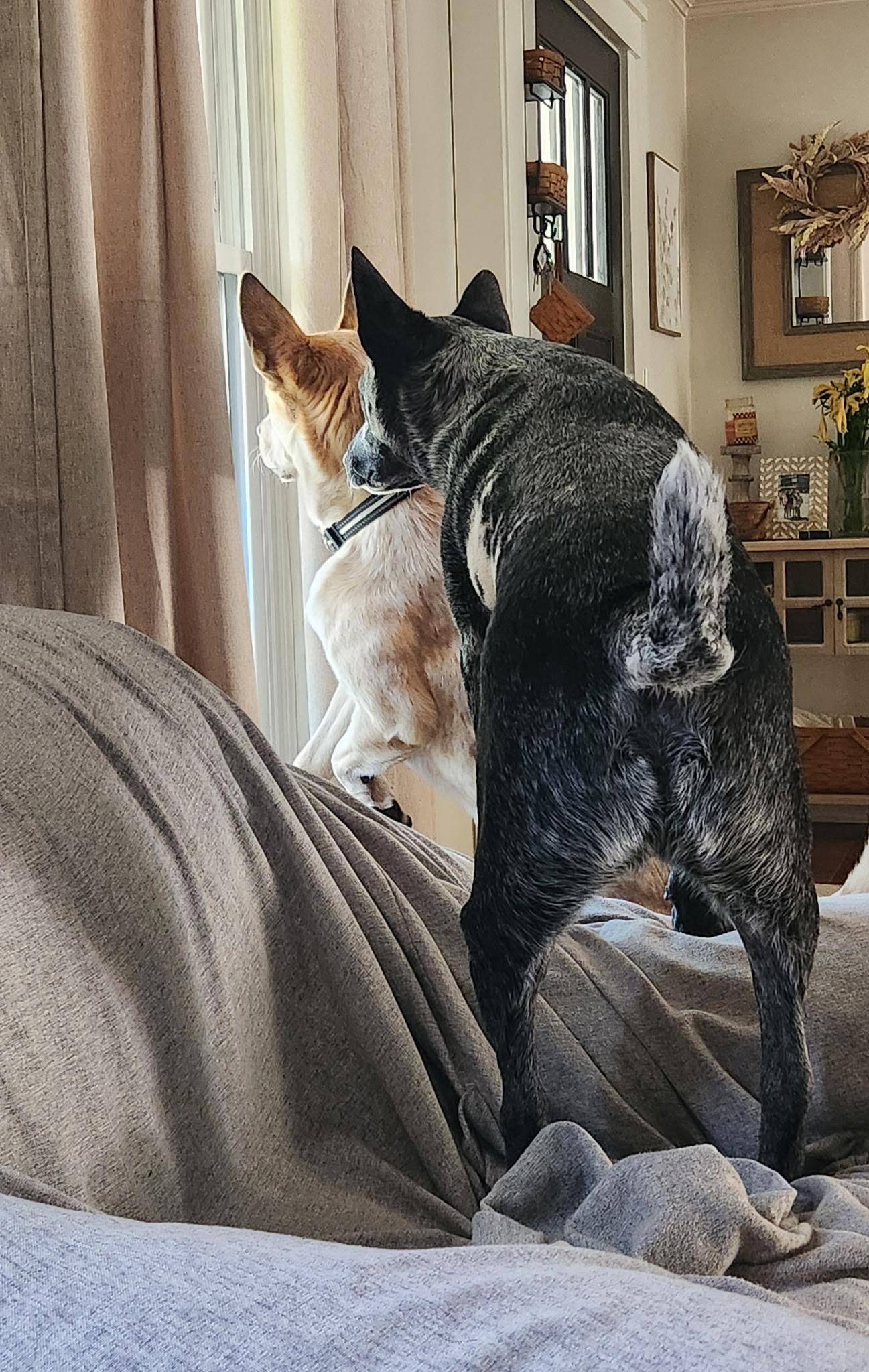 Enlarge Cody, a Adoptable Australian Cattle Dog / Blue Heeler in Fuquay-Varina, NC image 3/4