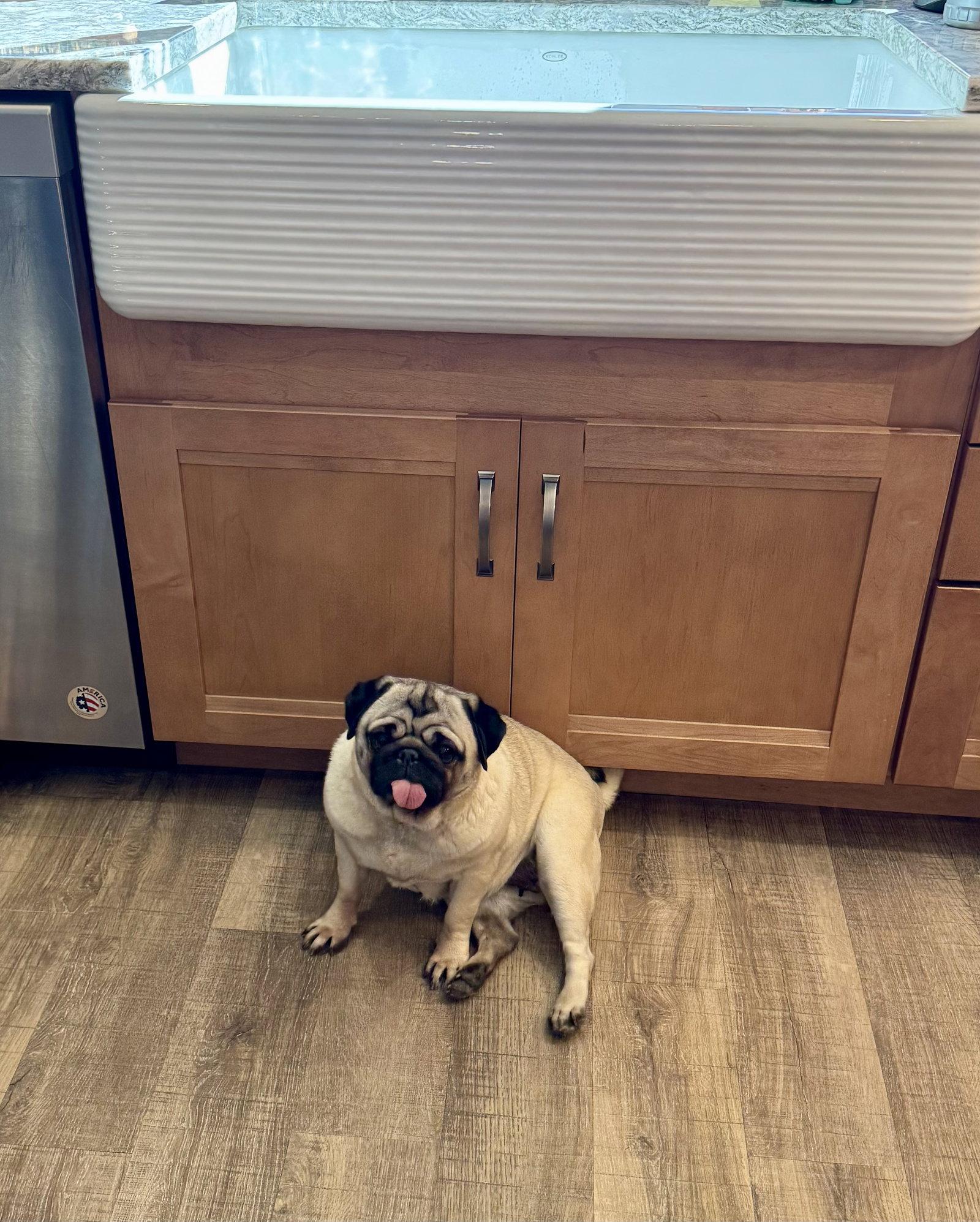 Penelope, Adopted, Adult Female Pug.