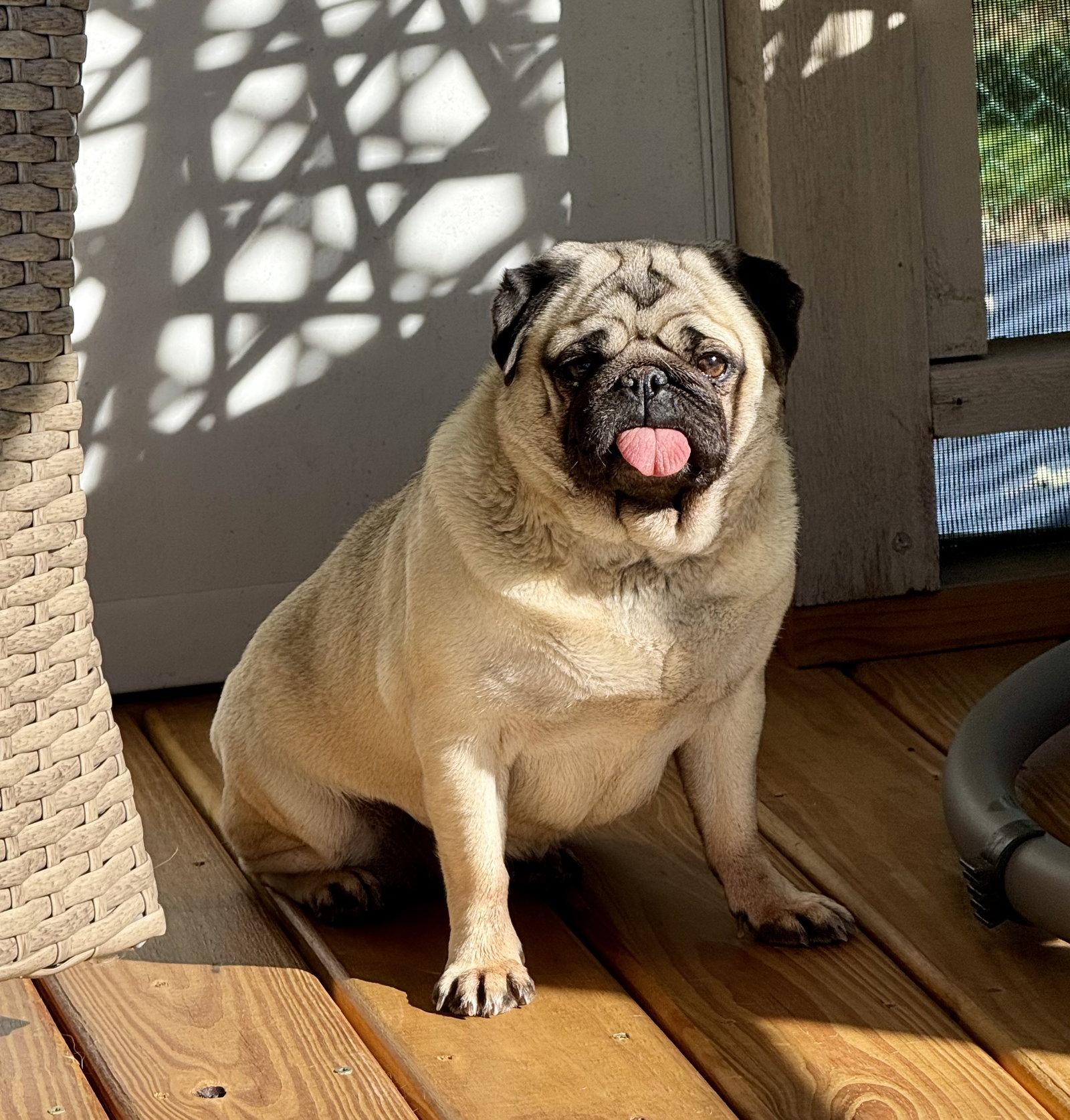 Penelope, a Adopted Pug in Columbus, IN image 2/3
