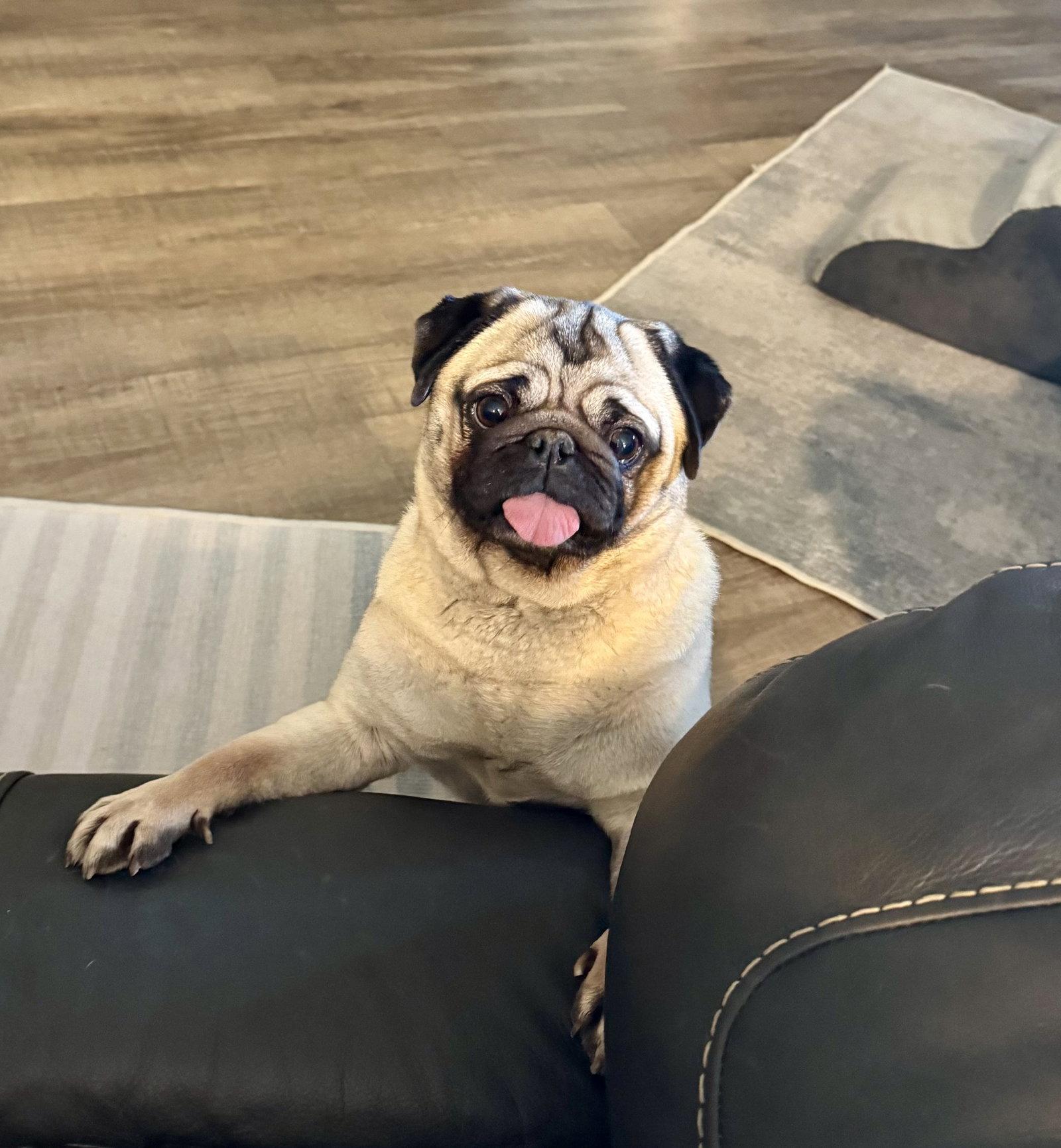 Penelope, a Adopted Pug in Columbus, IN image 3/3