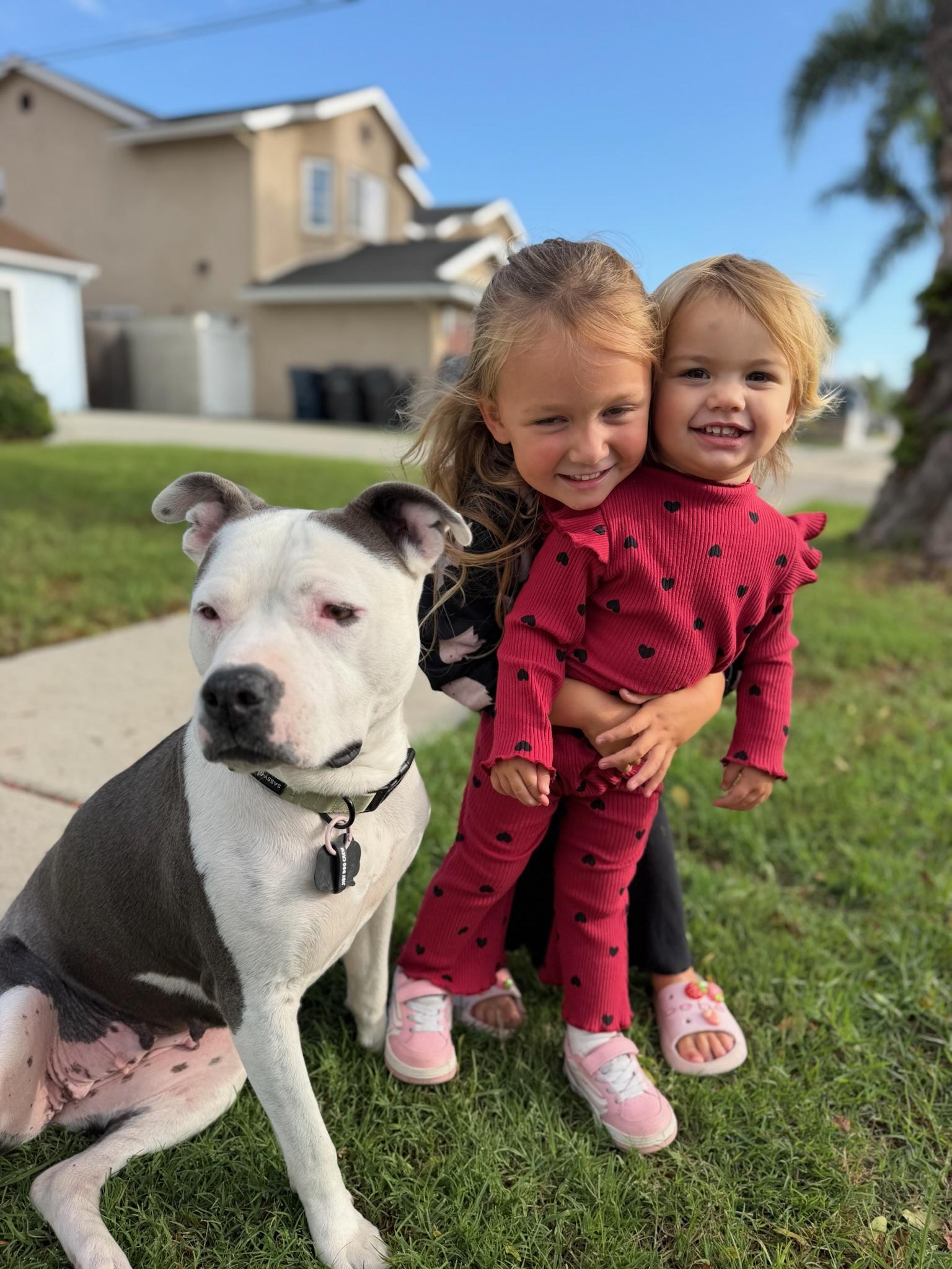 Enlarge Austin, a Adoptable Pit Bull Terrier in Portland, OR image 6/6