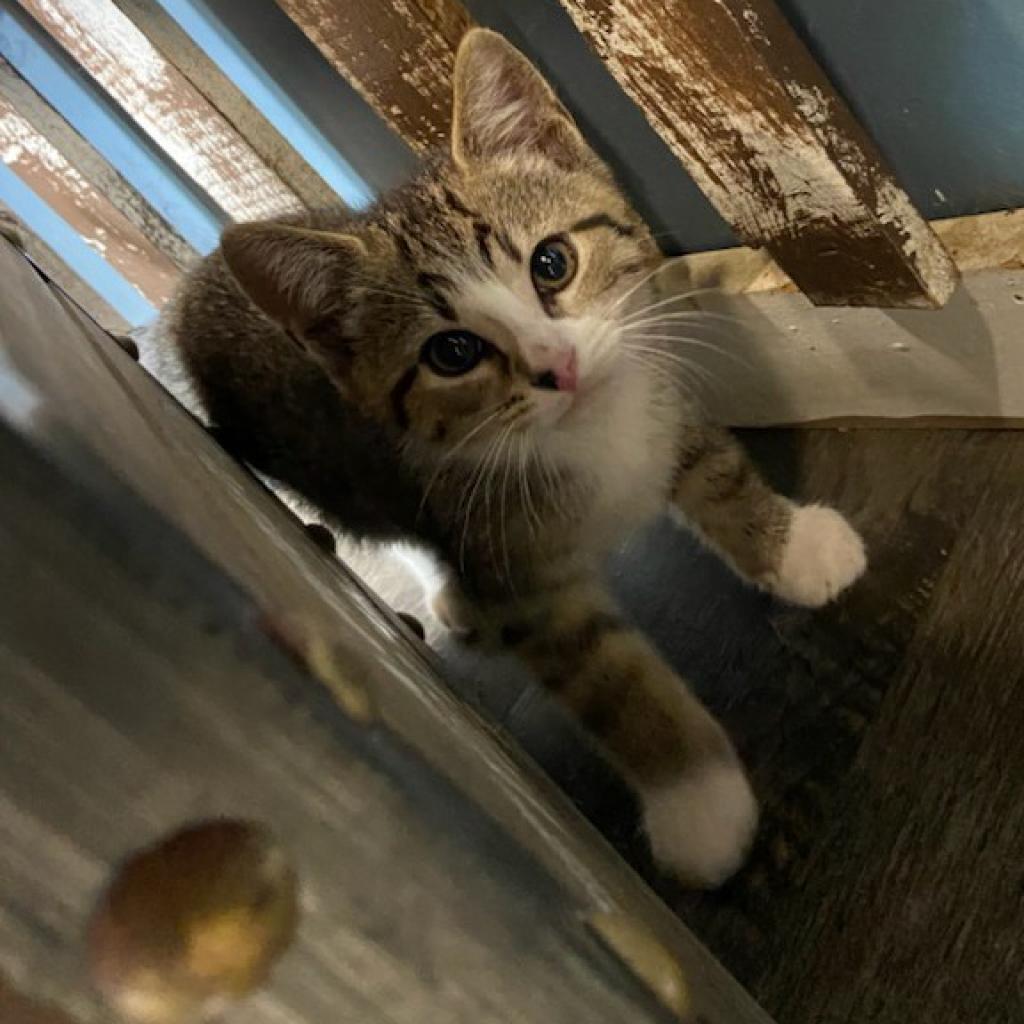 Wellington, Adoptable, Adult Male Domestic Short Hair.