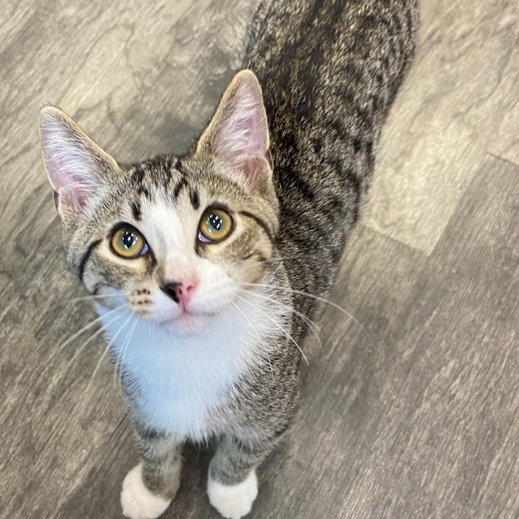 Enlarge Wellington, a Adoptable Domestic Short Hair in Union City, PA image 3/4