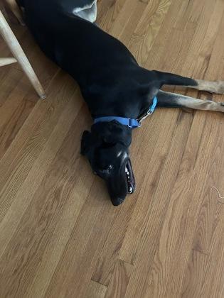 Missy Elliot, Adoptable, Adult Female Doberman Pinscher & Hound.