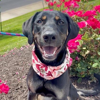 Missy Elliot, a Adoptable mixed breed in Merriam, KS image 2/3