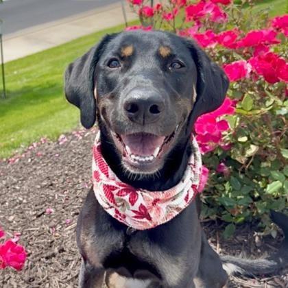 Enlarge Missy, a Adoptable mixed breed in Merriam, KS image 2/3