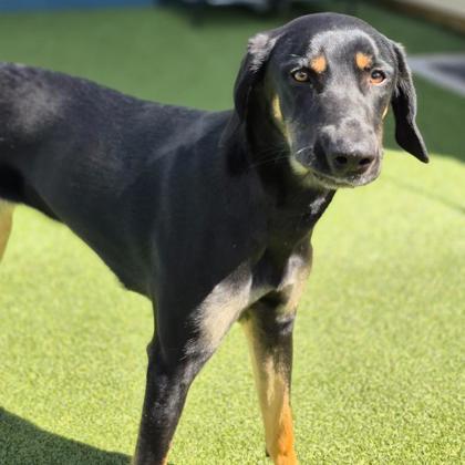 Missy Elliot, a Adoptable mixed breed in Merriam, KS image 3/3