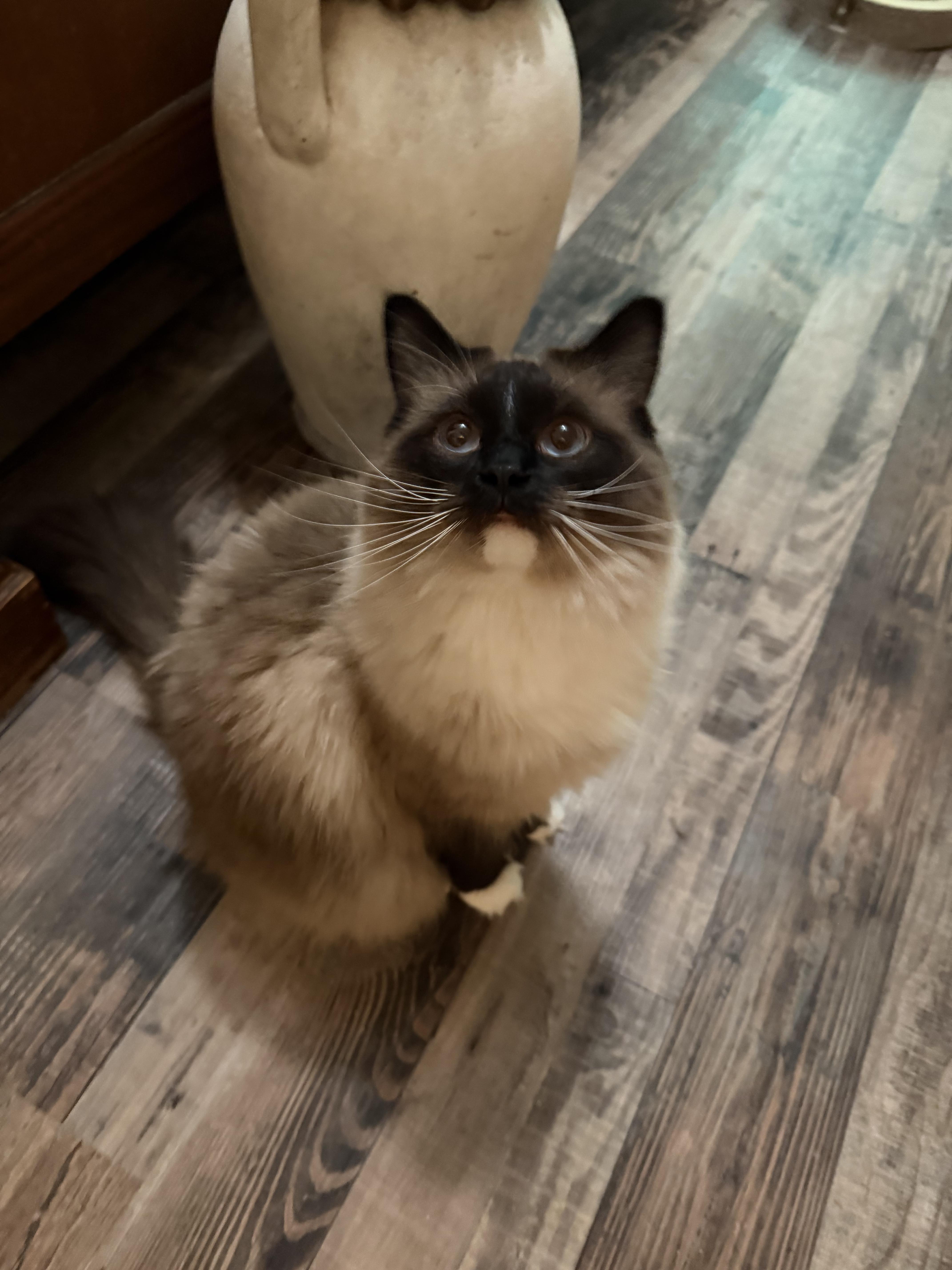 CASHMERE, an adopted Ragdoll in Indianapolis, IN image 1/3