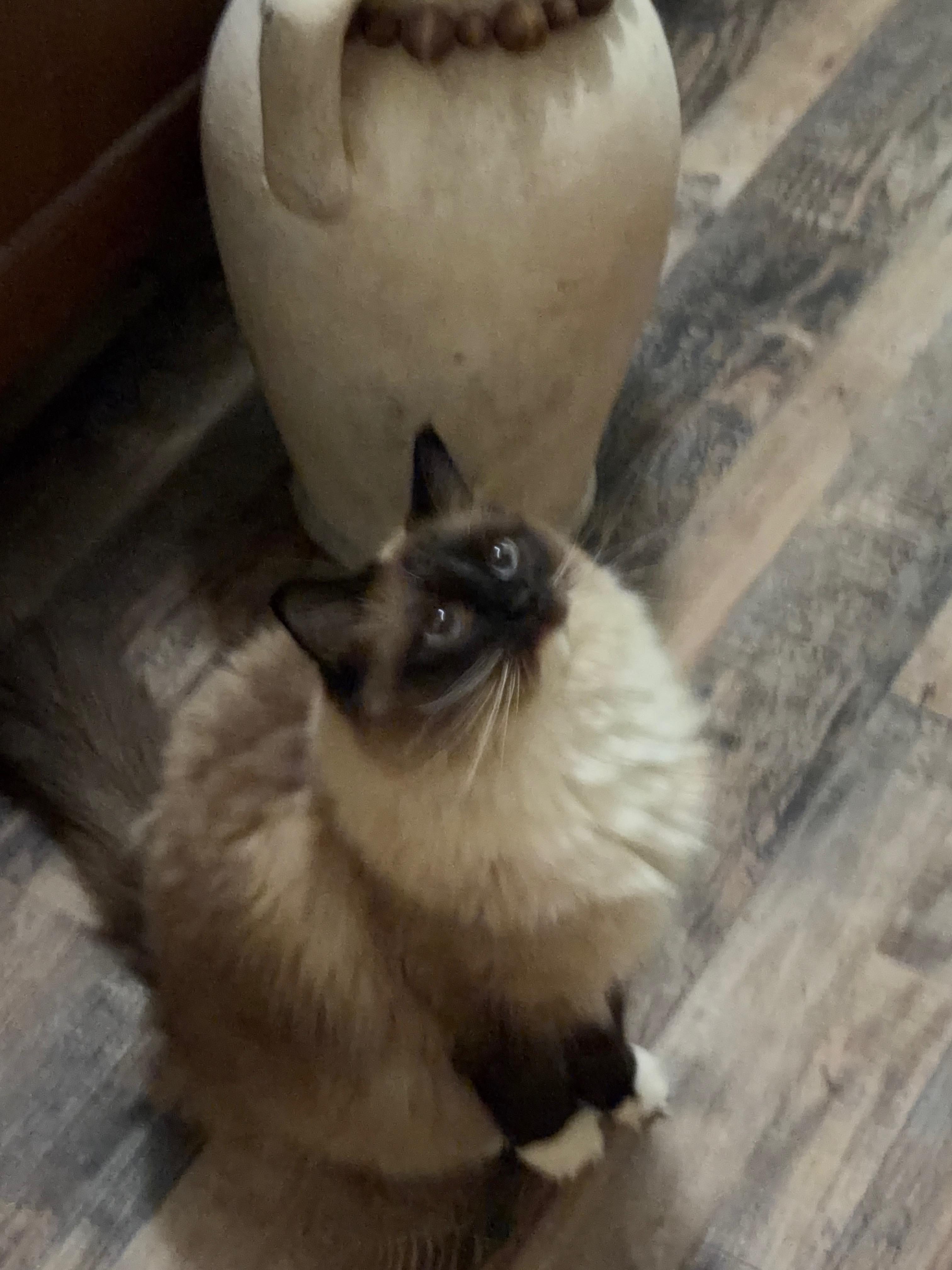 CASHMERE, an adopted Ragdoll in Indianapolis, IN image 3/3