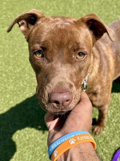 Emma, Adoptable, Young Female Mixed Breed & Mixed Breed.
