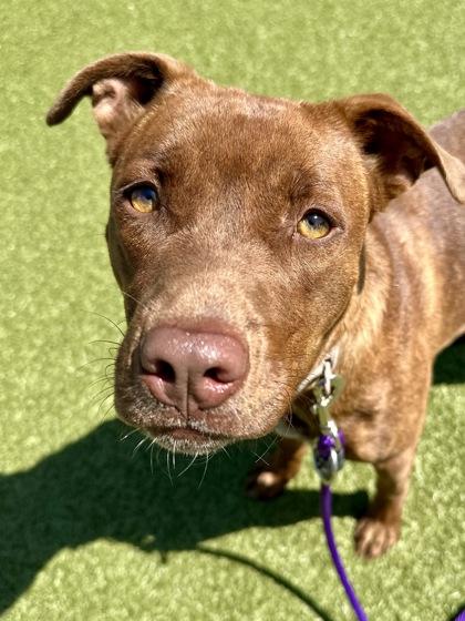 Enlarge Emma, a Adoptable mixed breed in Wichita, KS image 2/3